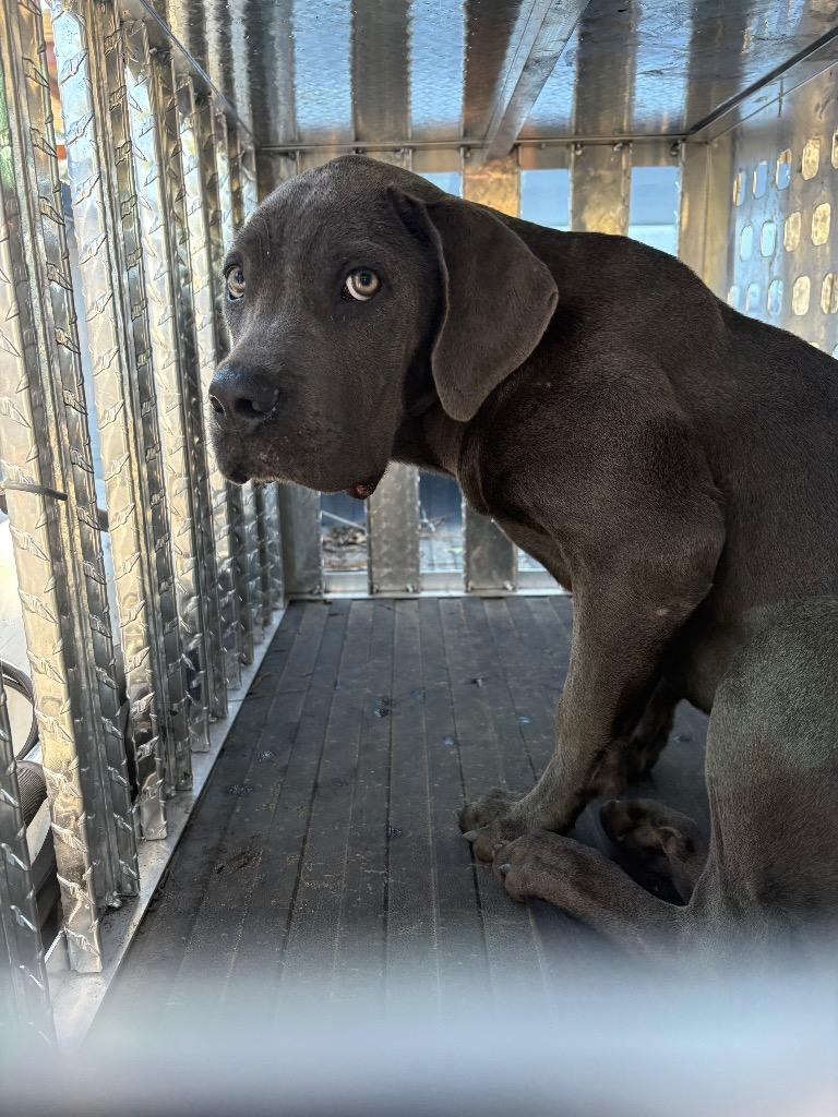 Eli, Adoptable, Puppy Male Cane Corso.