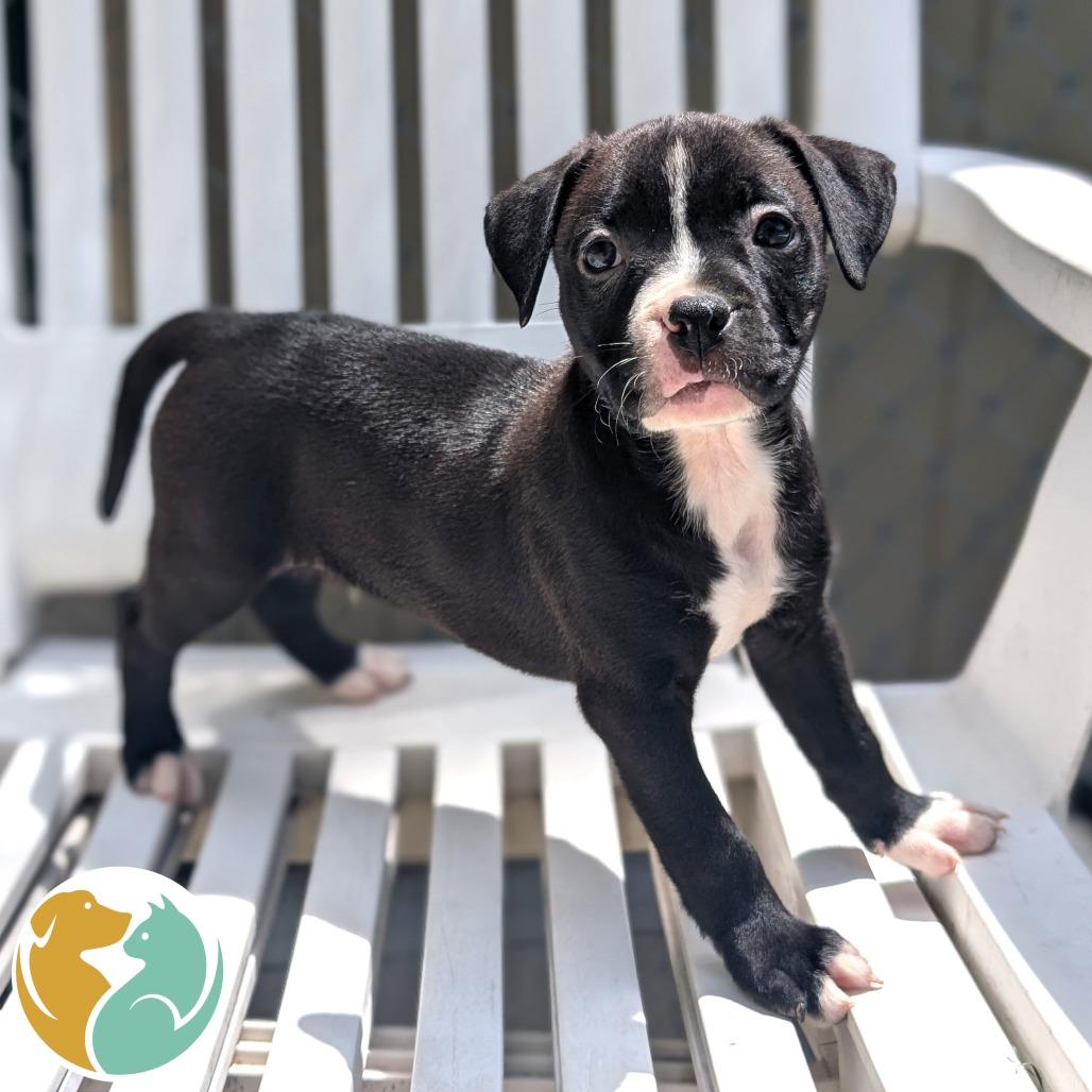 Enlarge Seis, a Adoptable Pit Bull Terrier in Toledo, OH image 1/1