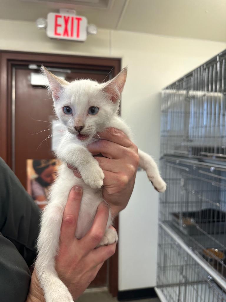 Eraser, Adoptable, Kitten Male Domestic Short Hair.
