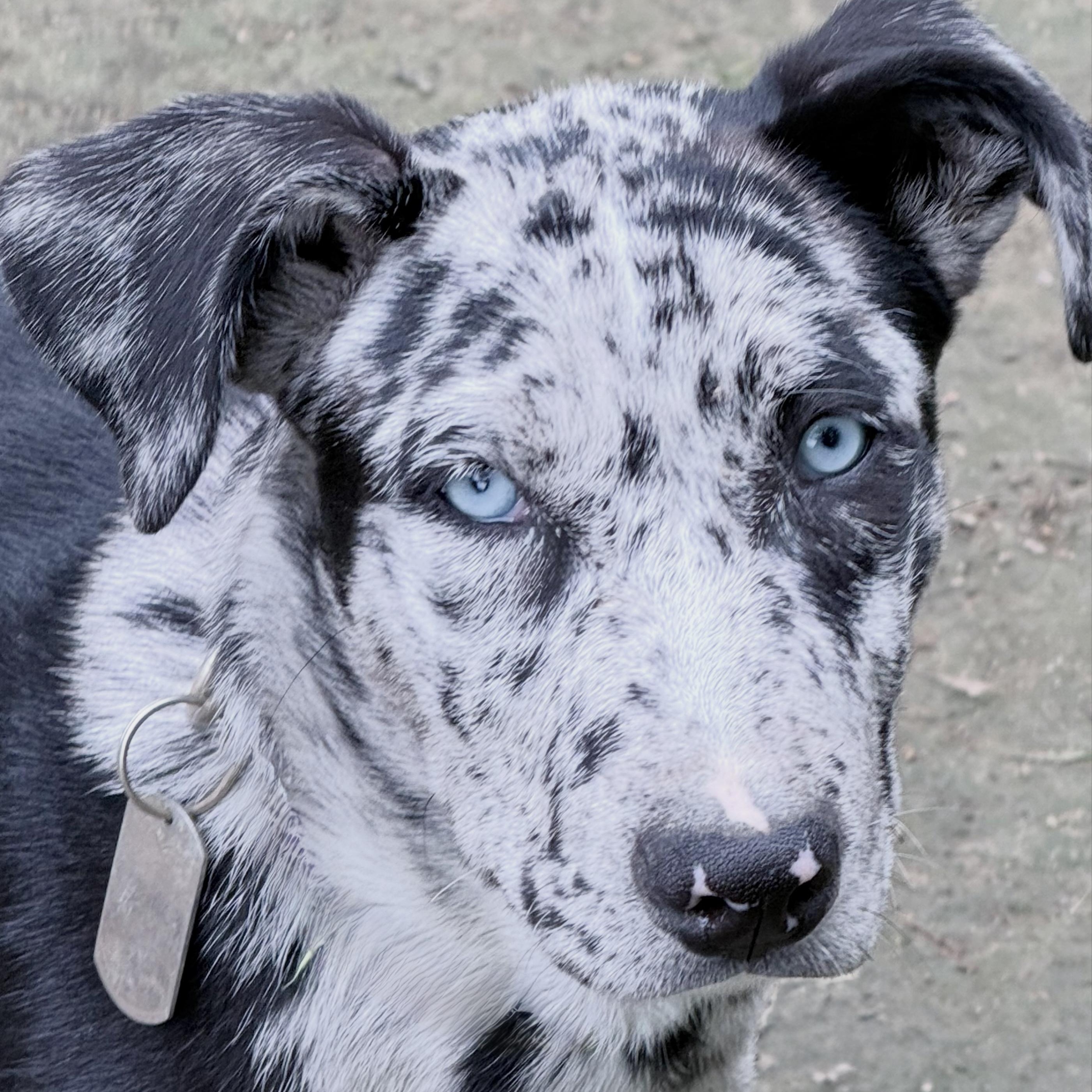 Koda, a Adoptable mixed breed in Columbus, OH image 3/4