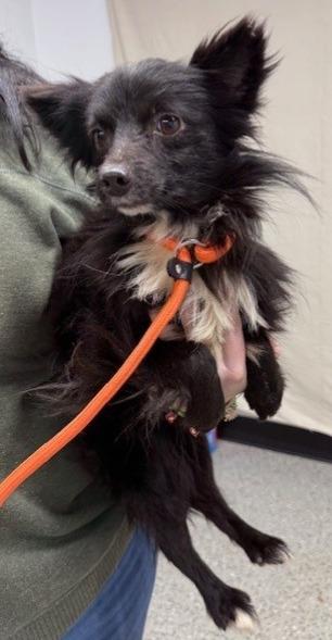 Enlarge Chris, a Adoptable Papillon in Thompson Falls, MT image 1/3
