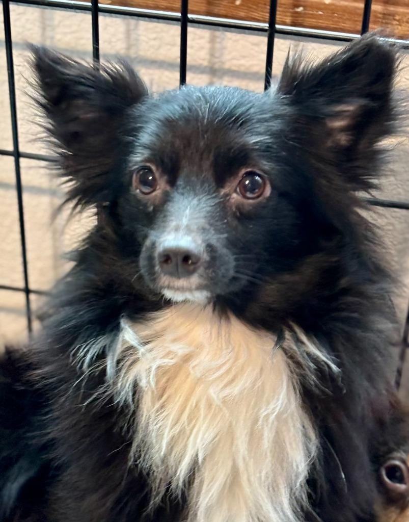 Enlarge Chris, a Adoptable Papillon in Thompson Falls, MT image 2/3