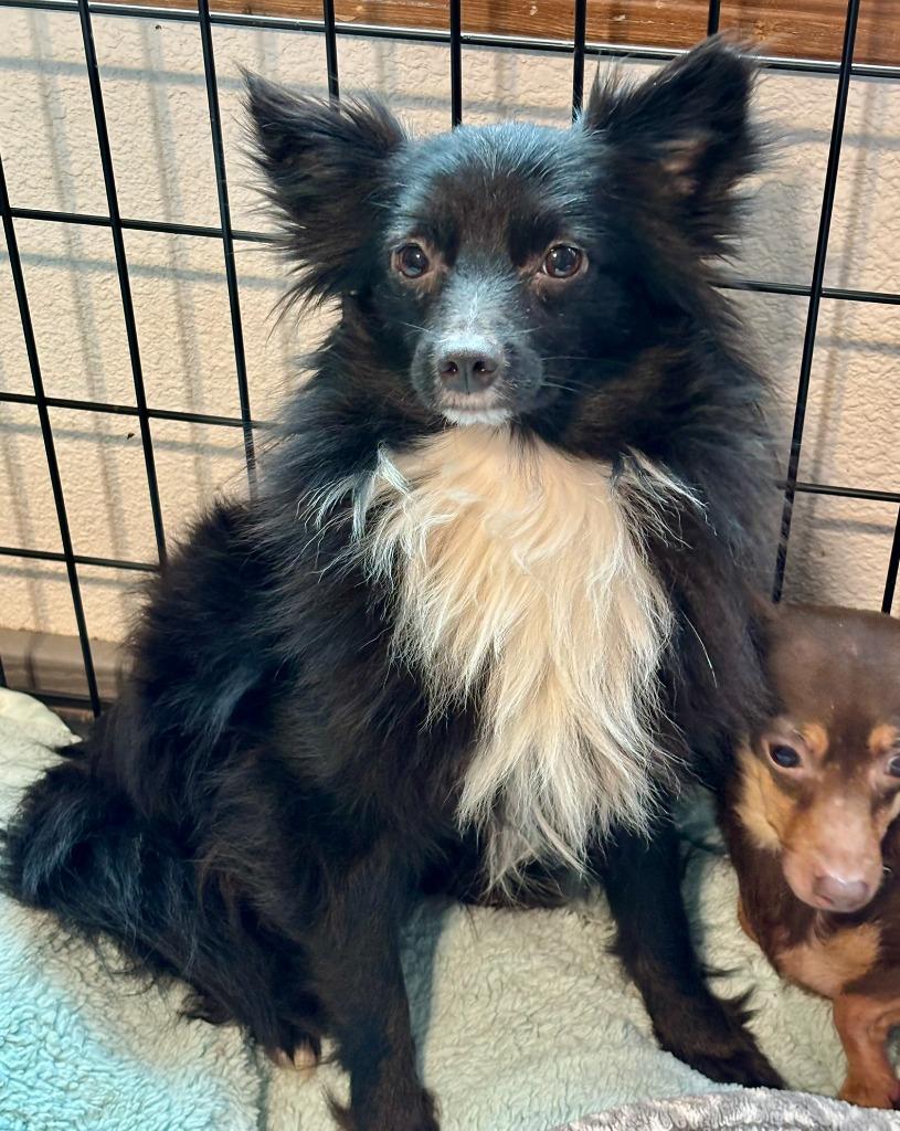 Enlarge Chris, a Adoptable Papillon in Thompson Falls, MT image 3/3