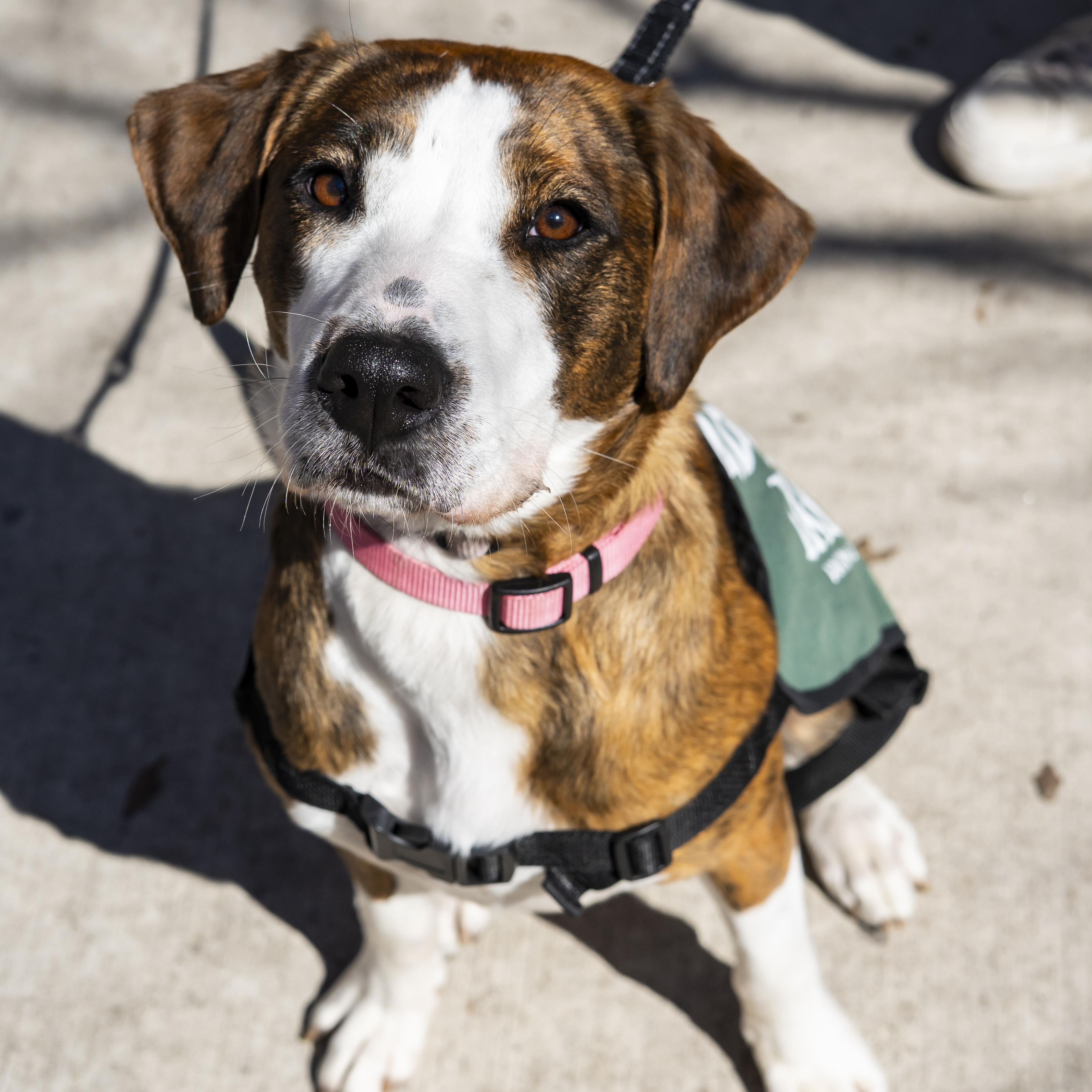 Natalie Anderson, ADOPTABLE, Young Female Boxer.