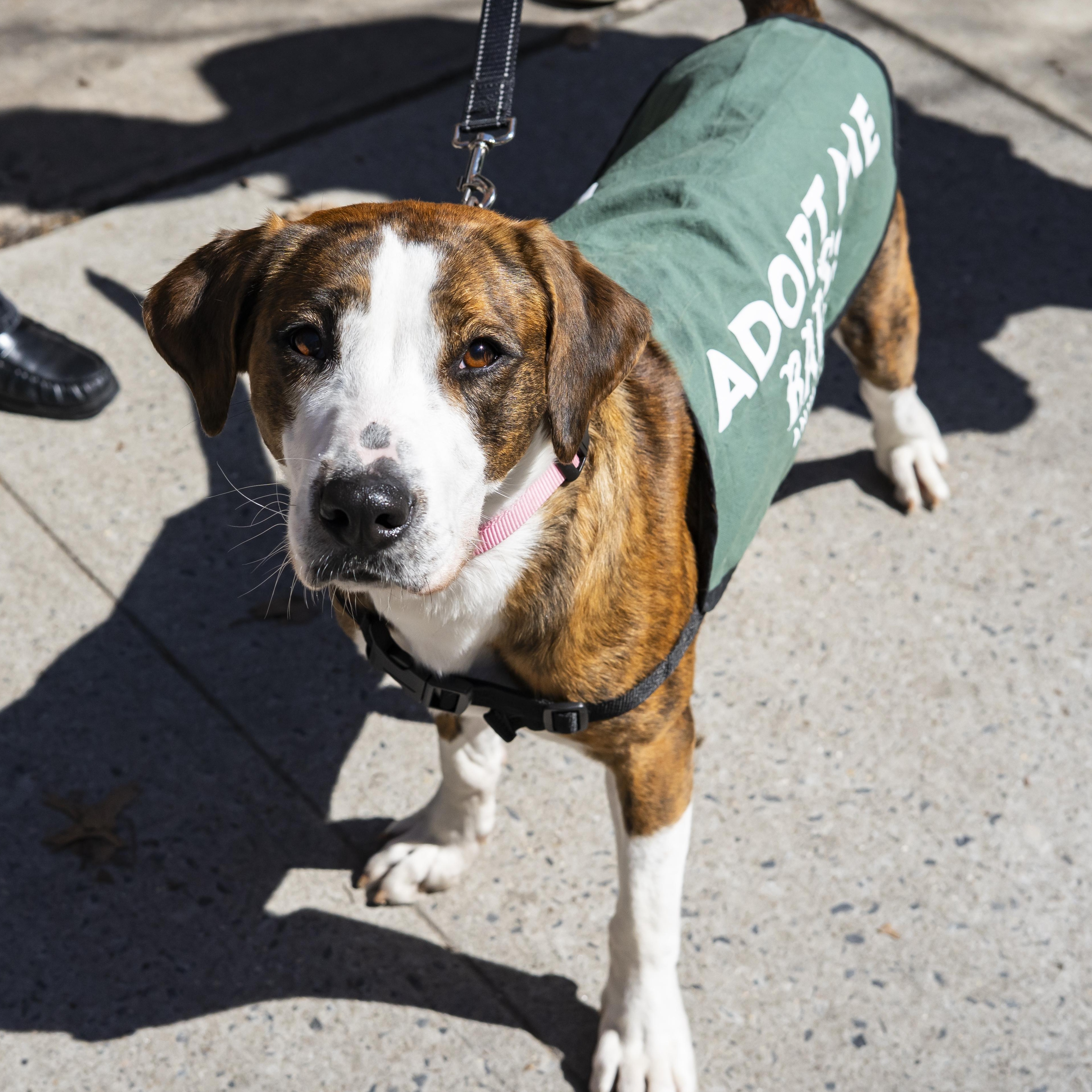Enlarge Natalie Anderson, a ADOPTABLE mixed breed in Brooklyn, NY image 2/4