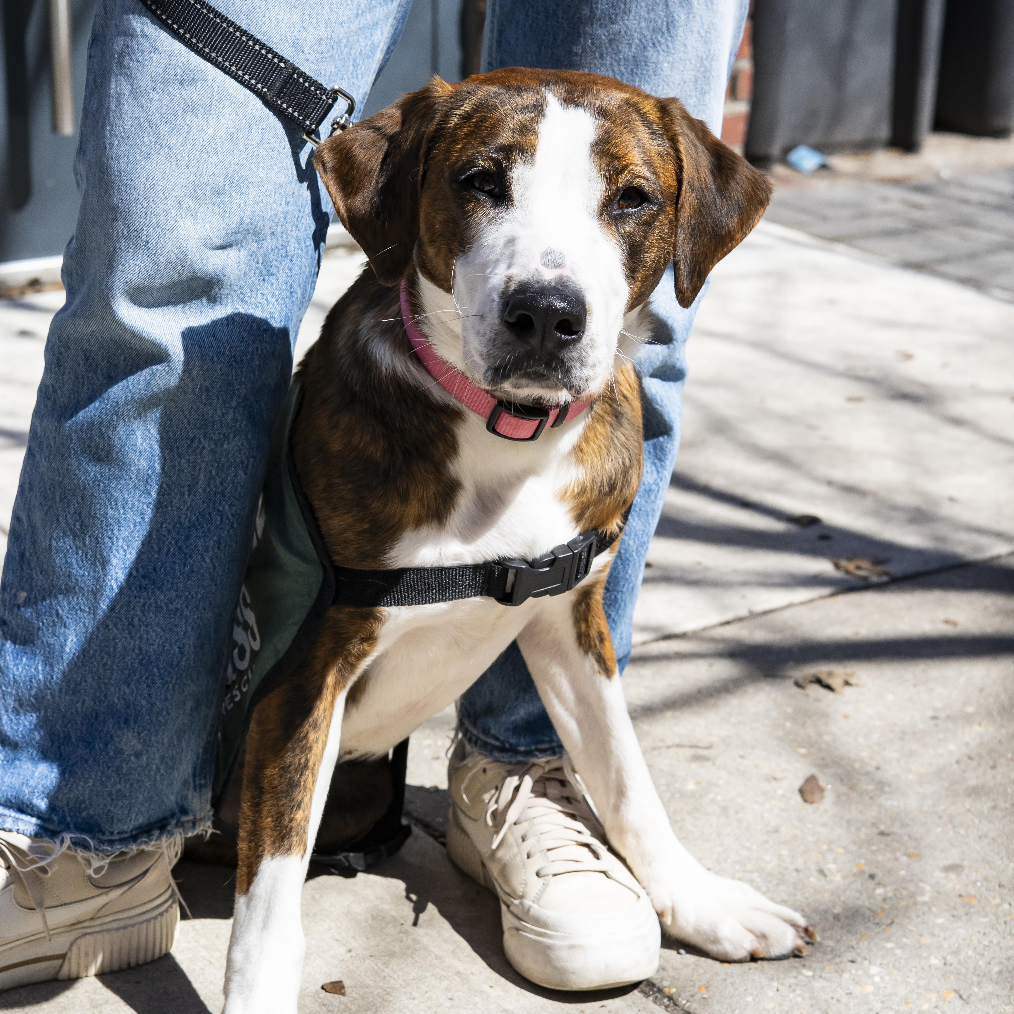 Enlarge Natalie Anderson, a ADOPTABLE mixed breed in Brooklyn, NY image 3/4