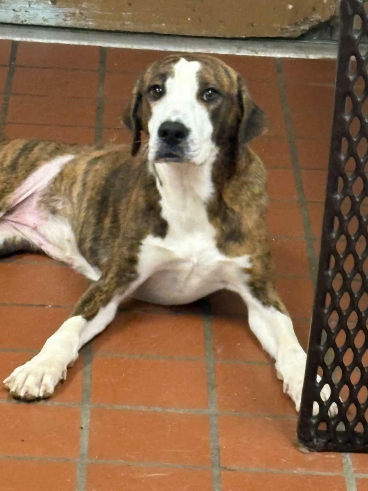 Enlarge Natalie Anderson, a ADOPTABLE mixed breed in Brooklyn, NY image 1/1