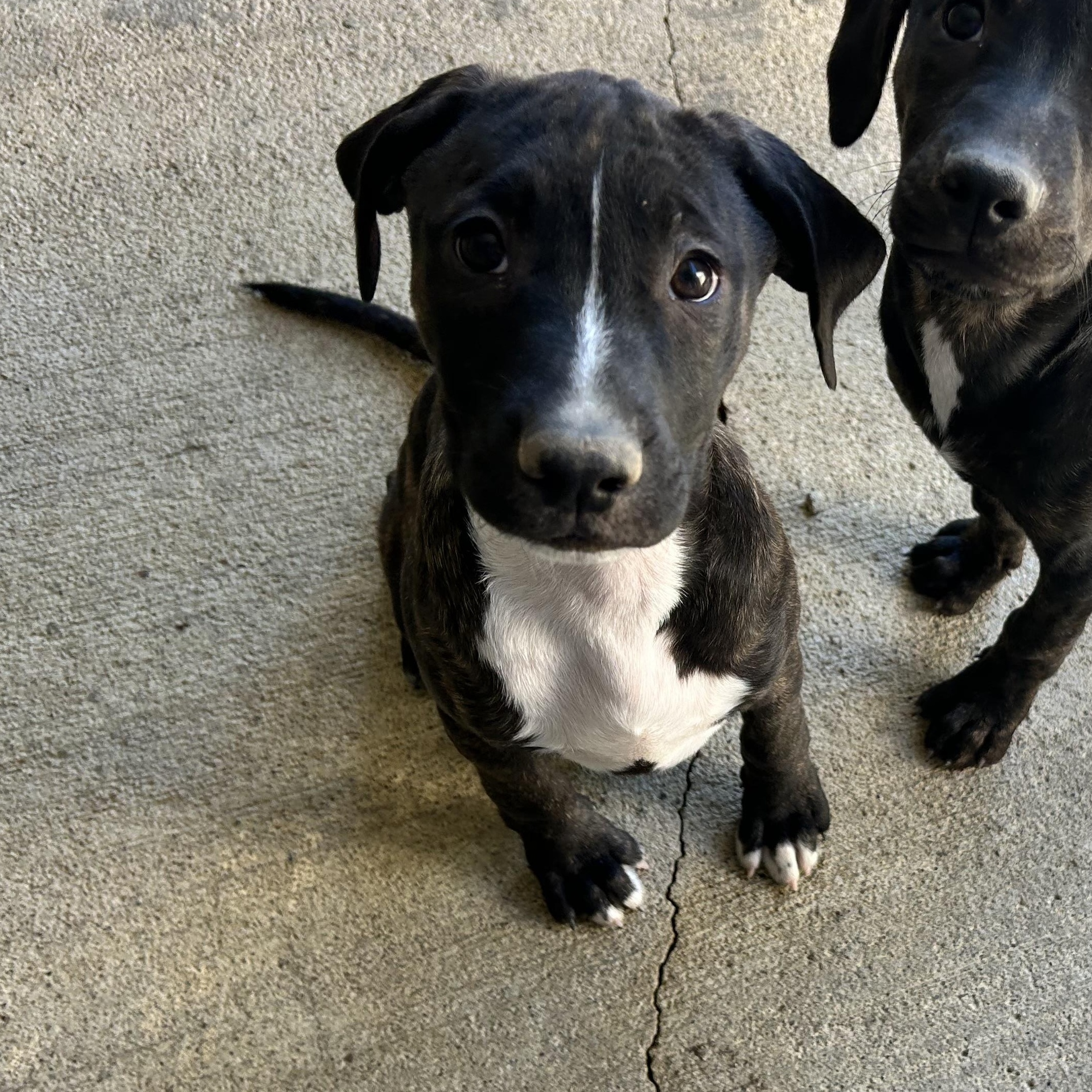 Enlarge .COCOA, a Adopted mixed breed in Wilmington, OH image 1/5
