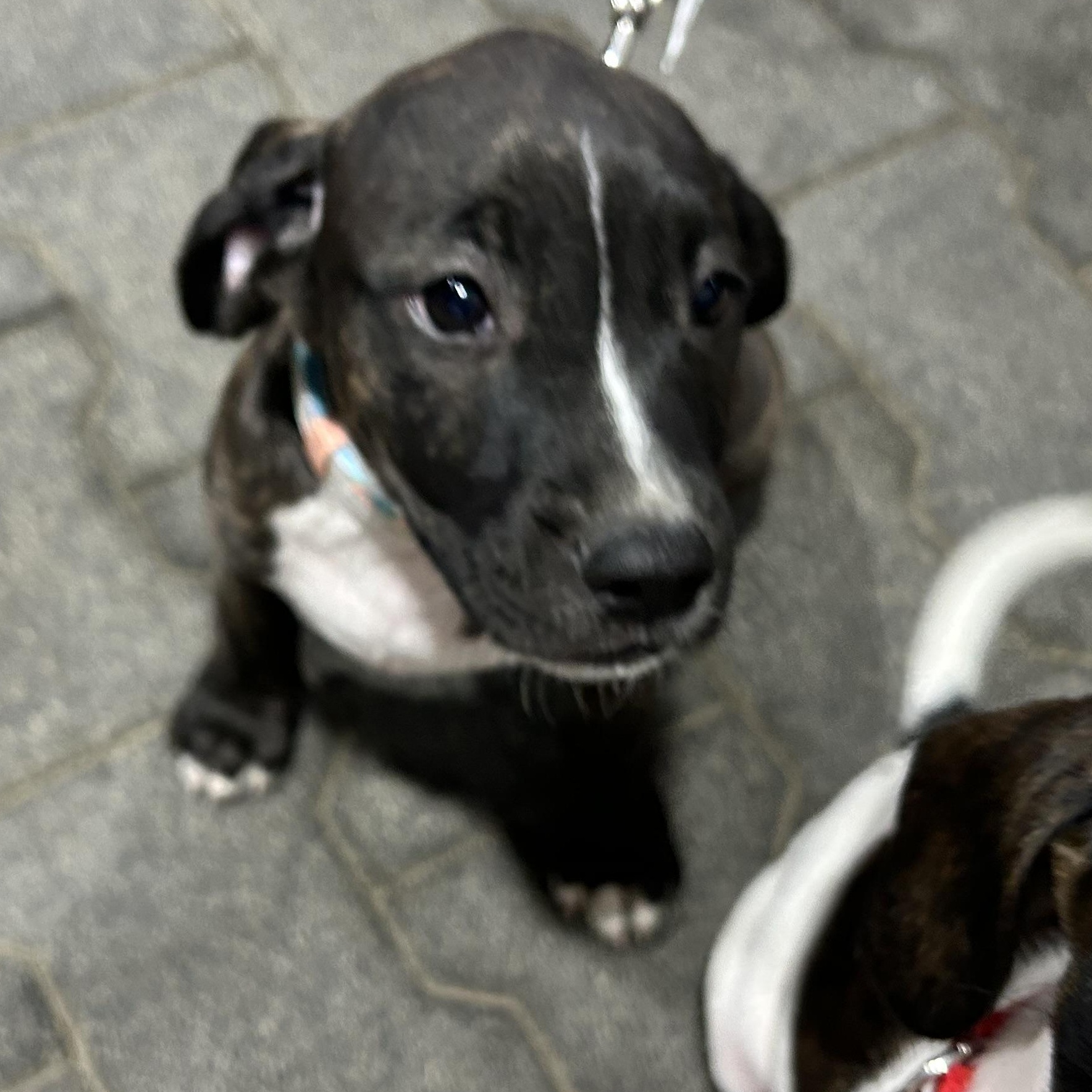 Enlarge .COCOA, a Adopted mixed breed in Wilmington, OH image 2/5