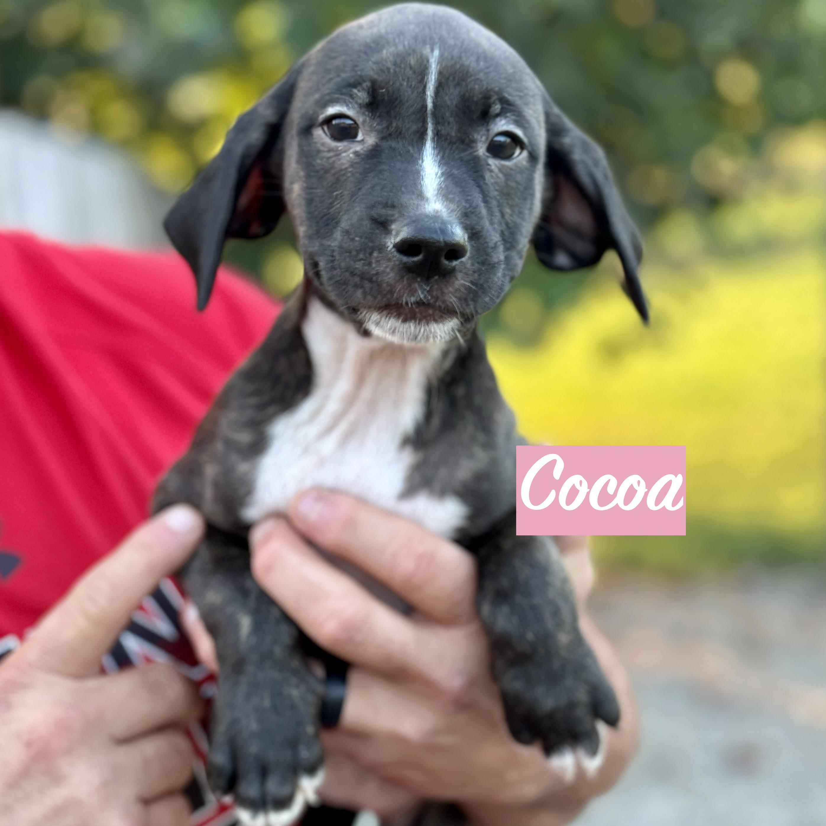 .COCOA, Adoptable, Puppy Female Boxer & Pit Bull Terrier.