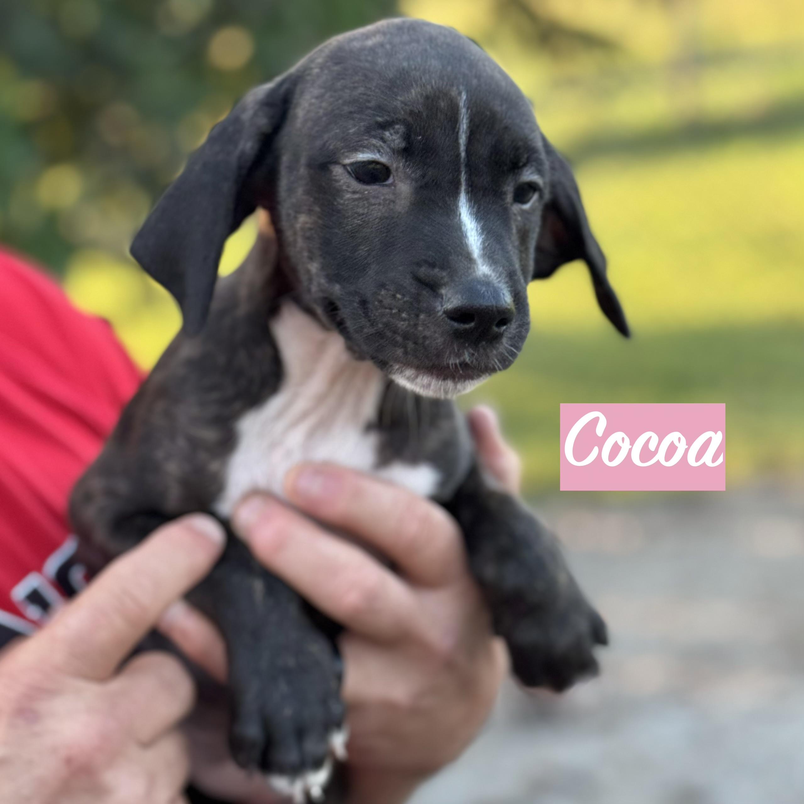 Enlarge .COCOA, a Adoptable mixed breed in Wilmington, OH image 2/3