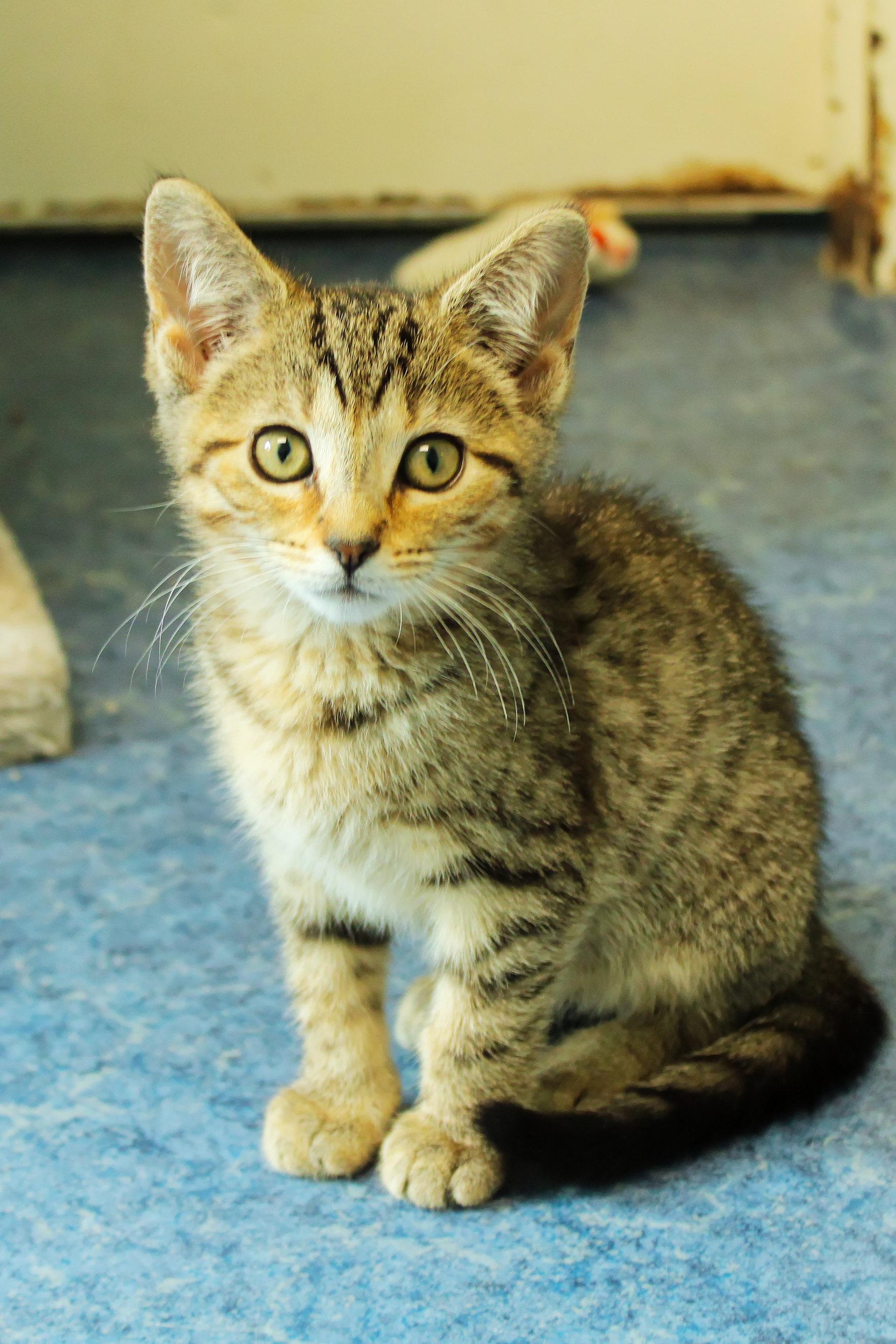 Enlarge Bramble, an adopted Domestic Short Hair in Urbana, OH image 1/6