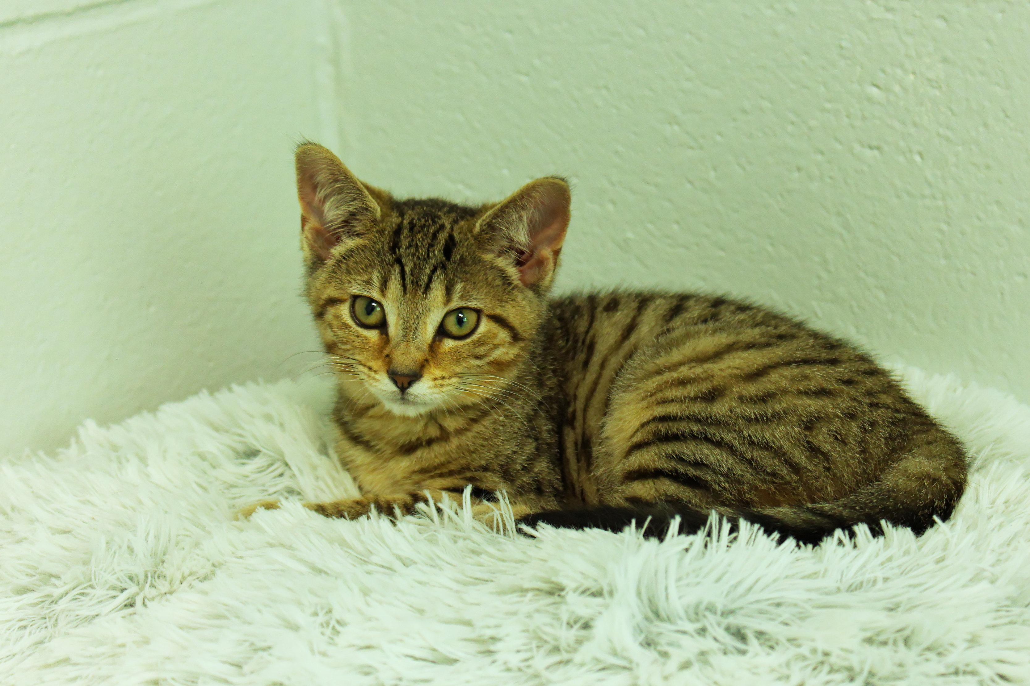 Enlarge Bramble, an adopted Domestic Short Hair in Urbana, OH image 6/6
