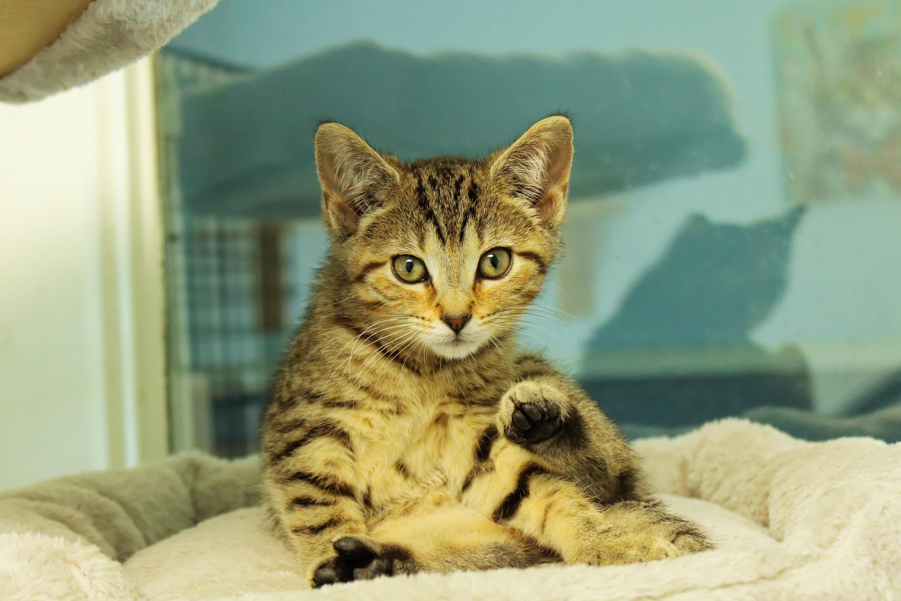 Enlarge Bramble, an adopted Domestic Short Hair in Urbana, OH image 4/6