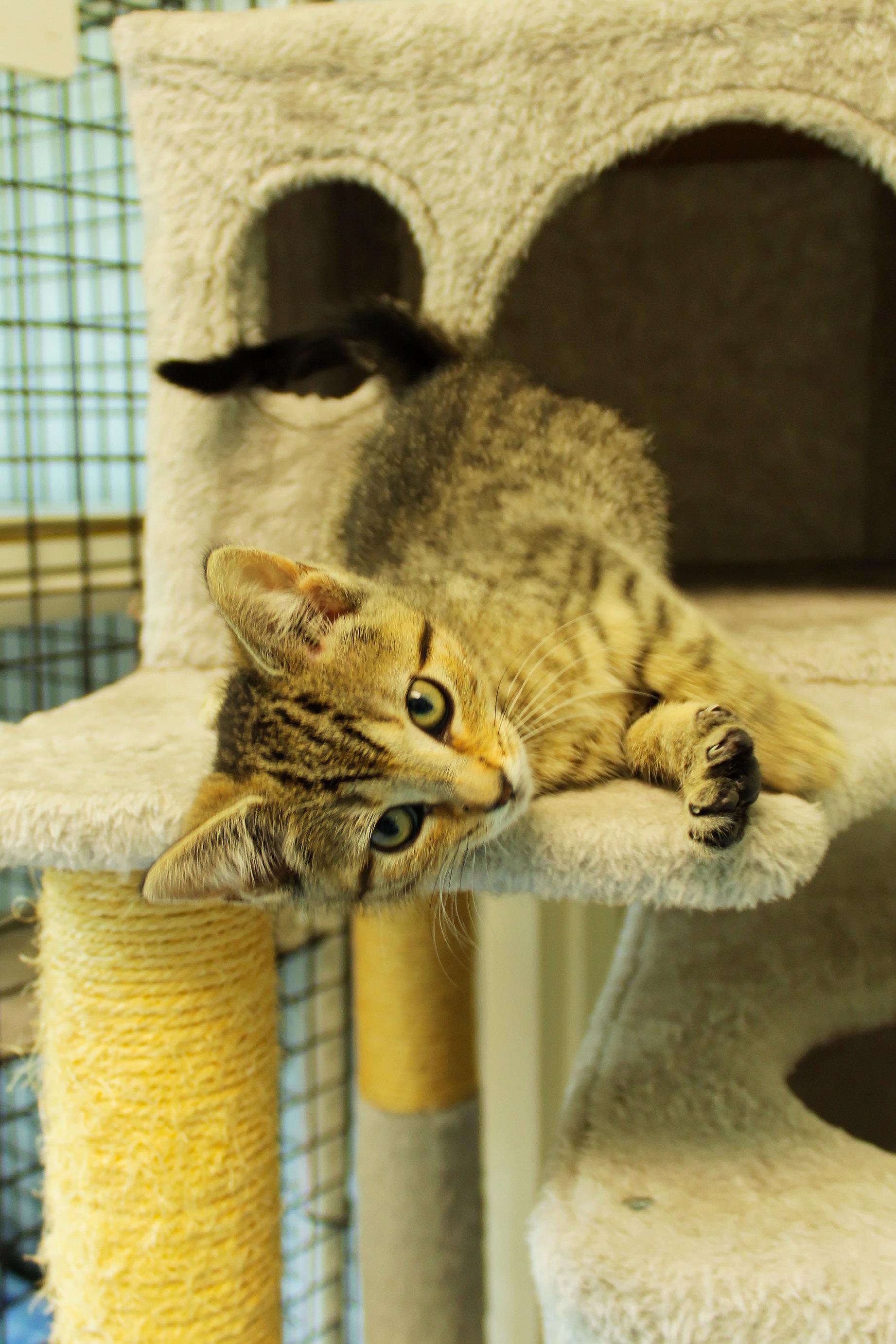 Enlarge Bramble, an adopted Domestic Short Hair in Urbana, OH image 5/6