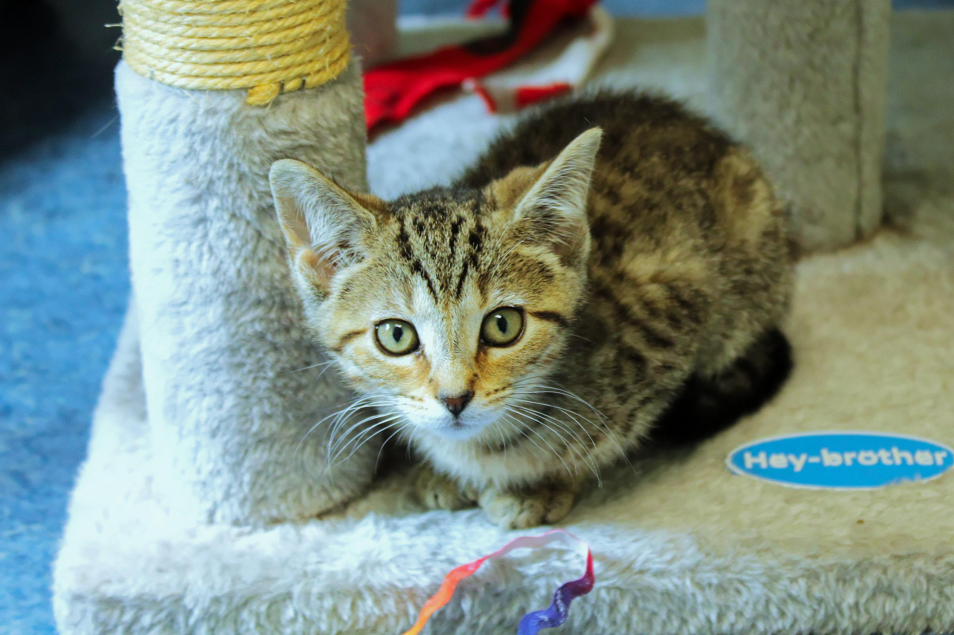 Enlarge Bramble, an adopted Domestic Short Hair in Urbana, OH image 2/6