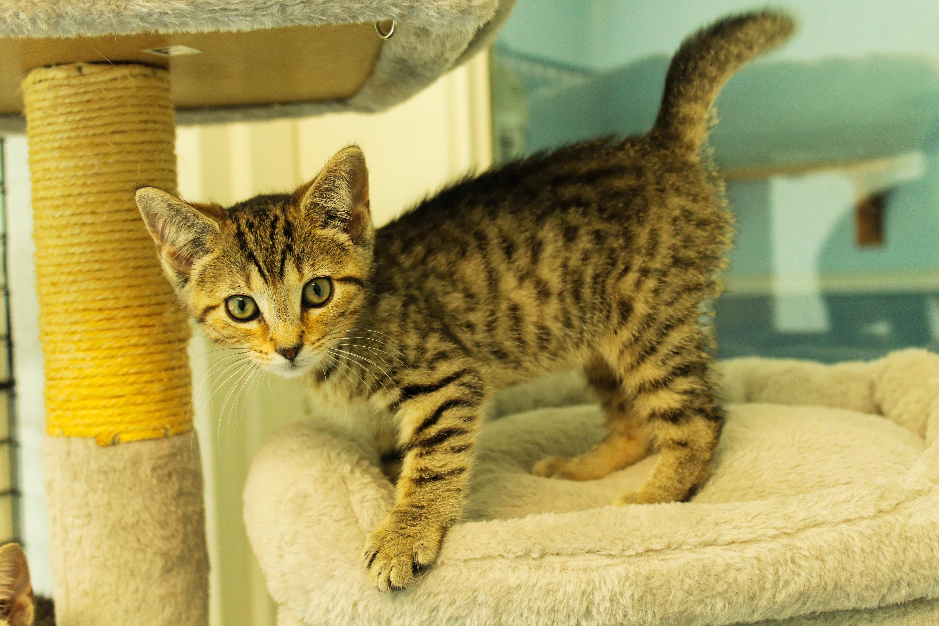 Enlarge Bramble, an adopted Domestic Short Hair in Urbana, OH image 3/6