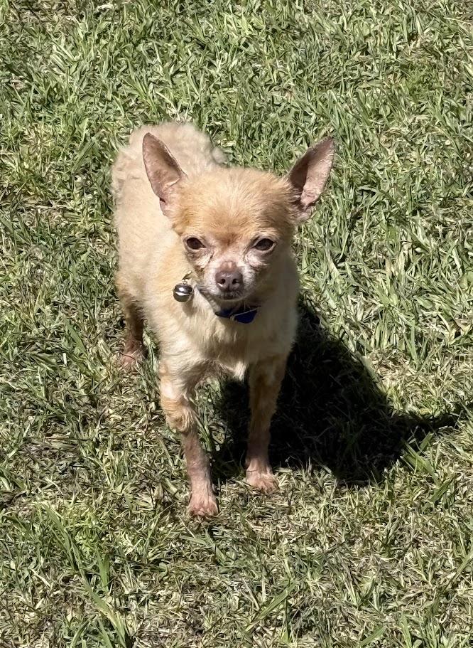 Enlarge Pedro, a Adoptable mixed breed in Ransomville, NY image 5/6