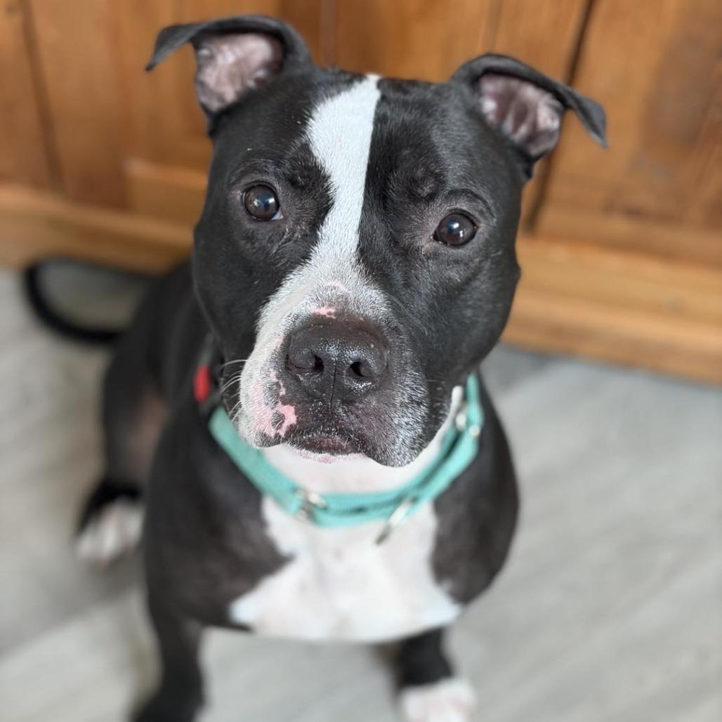 Enlarge Dylan, a Adoptable Pit Bull Terrier in Weimar, CA image 1/5