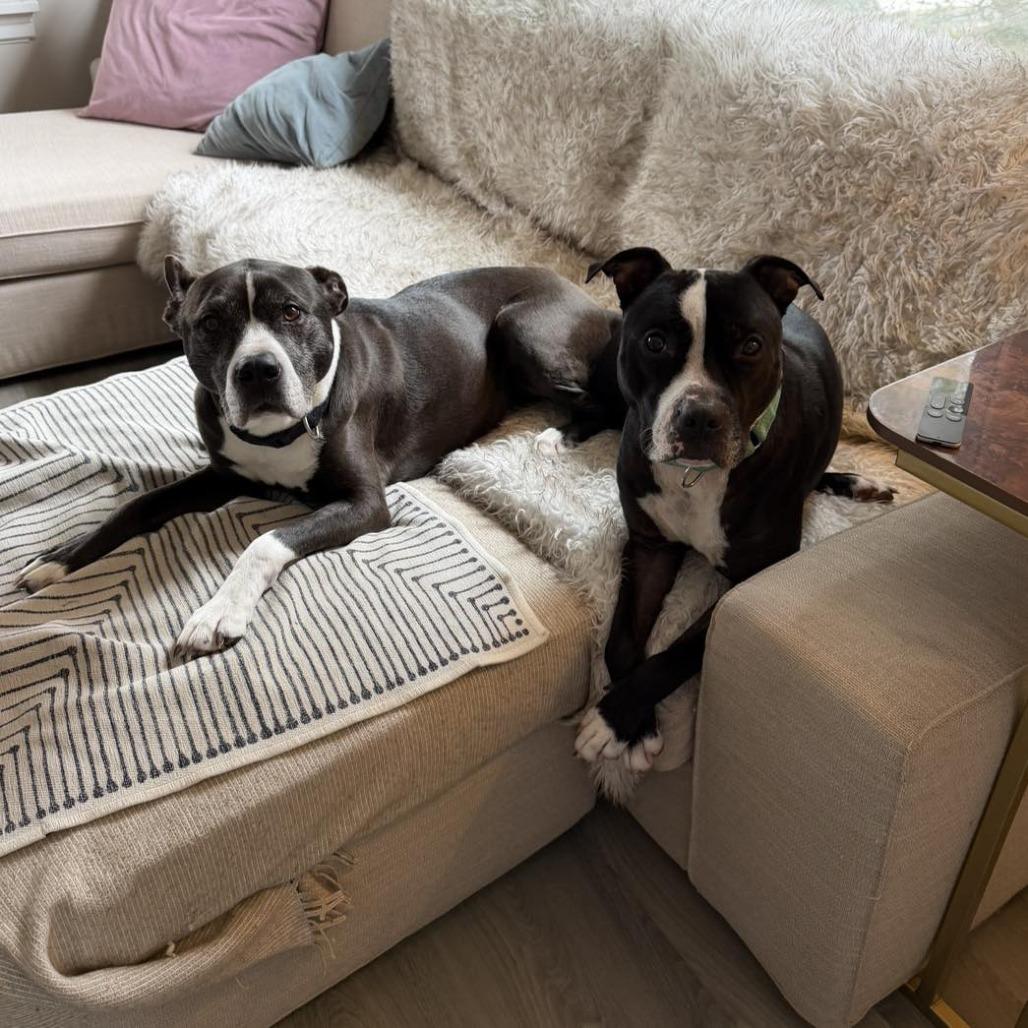 Enlarge Dylan, a Adoptable Pit Bull Terrier in Weimar, CA image 2/5