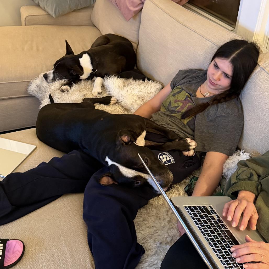 Enlarge Dylan, a Adoptable Pit Bull Terrier in Weimar, CA image 3/5