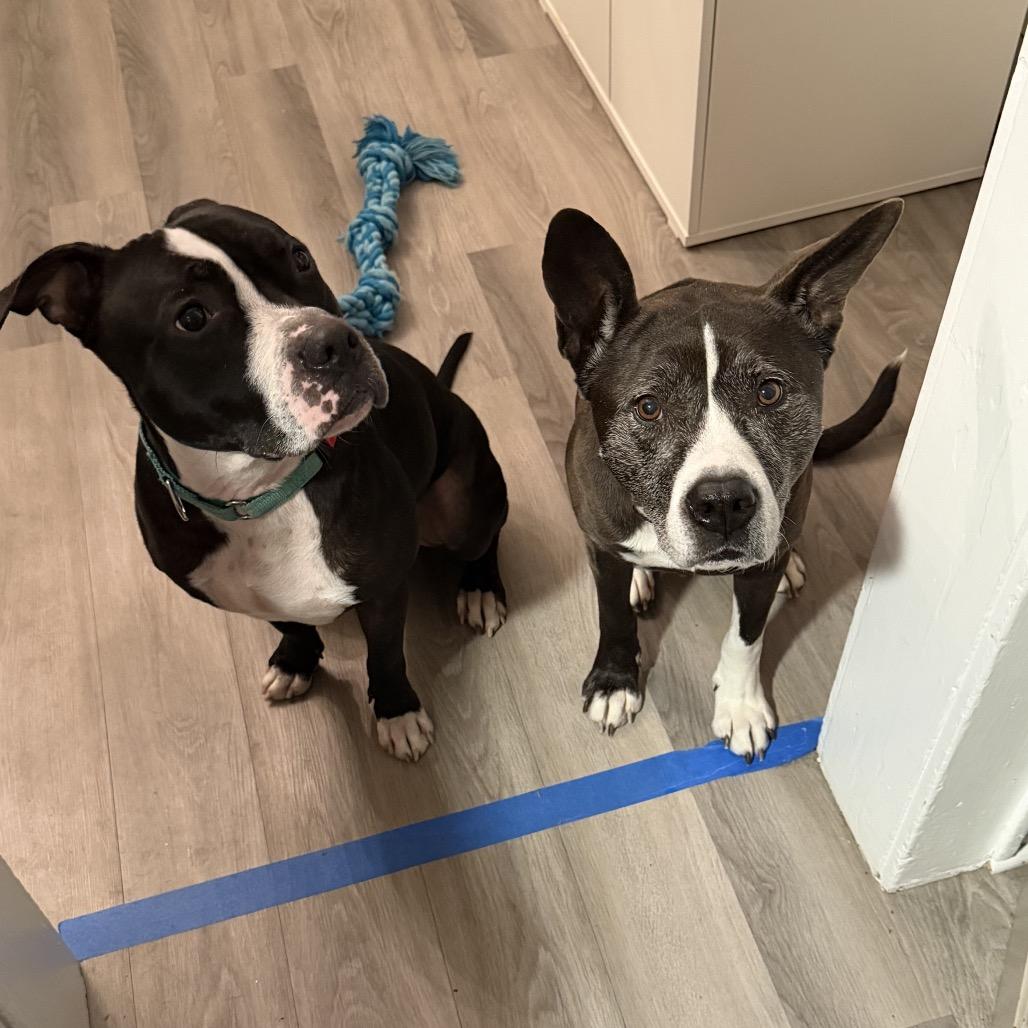 Enlarge Dylan, a Adoptable Pit Bull Terrier in Weimar, CA image 4/5