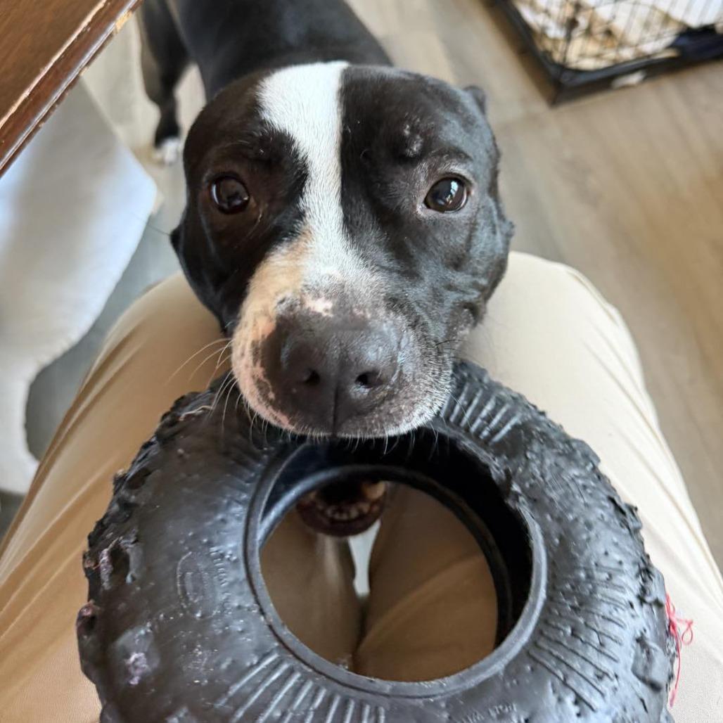 Enlarge Dylan, a Adoptable Pit Bull Terrier in Weimar, CA image 5/5