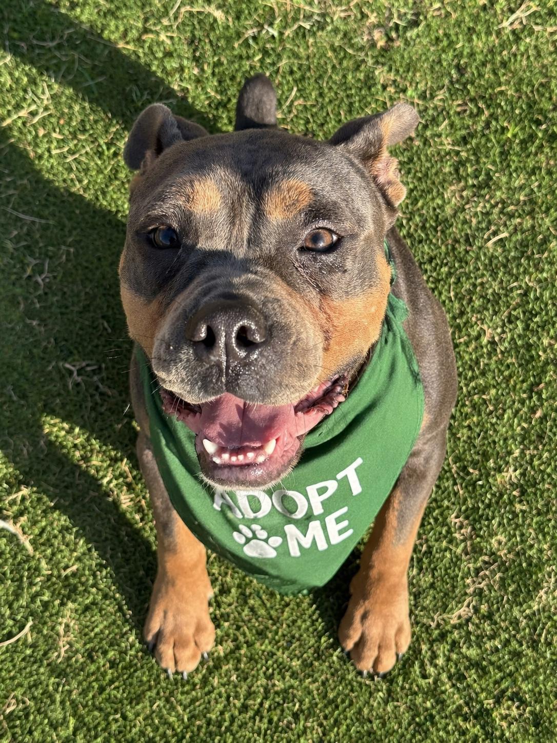 Enlarge Buster Brown, a Adoptable mixed breed in Austin, TX image 1/4