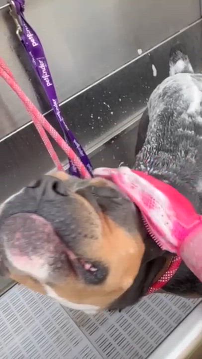 Enlarge Buster Brown, a Adoptable mixed breed in Austin, TX video 2/4