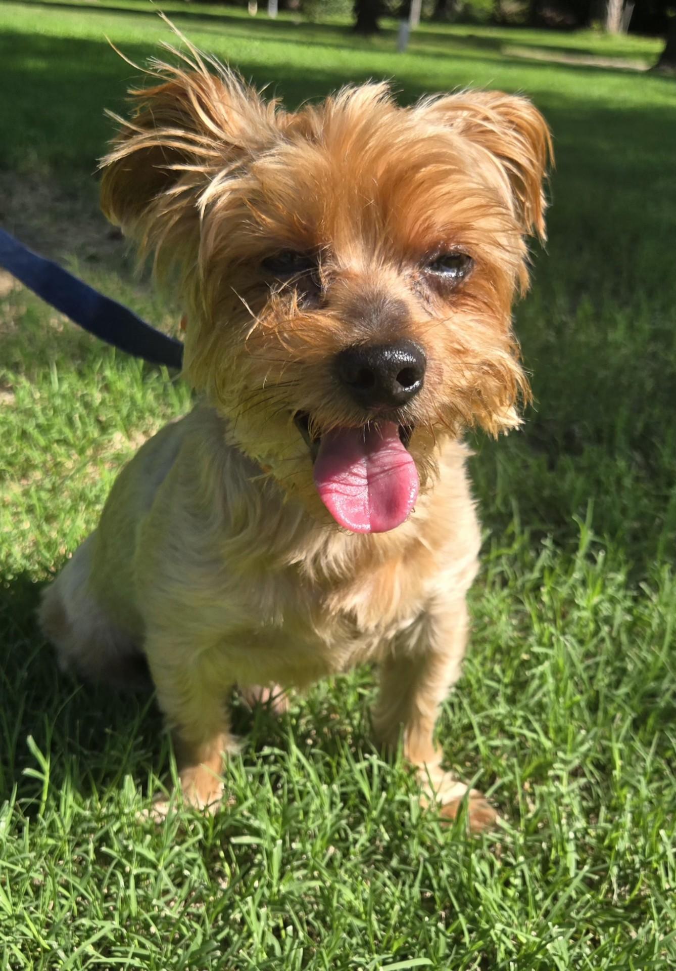 Yorkshire Terrier Miniature Cairn Terrier 8+ Hundred Old Yorkie