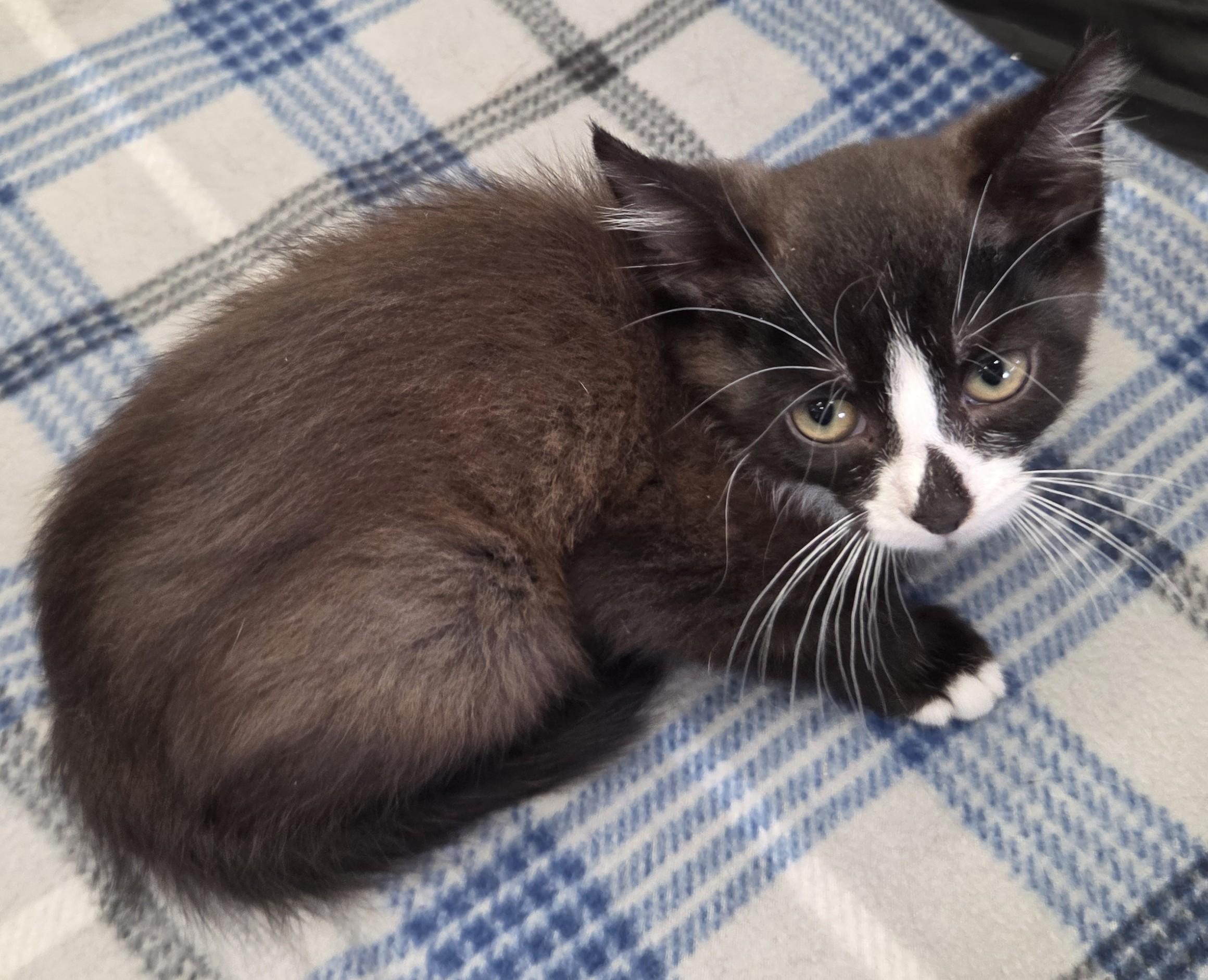 Samuel, an adopted Domestic Short Hair in Warner Robins, GA image 4/4