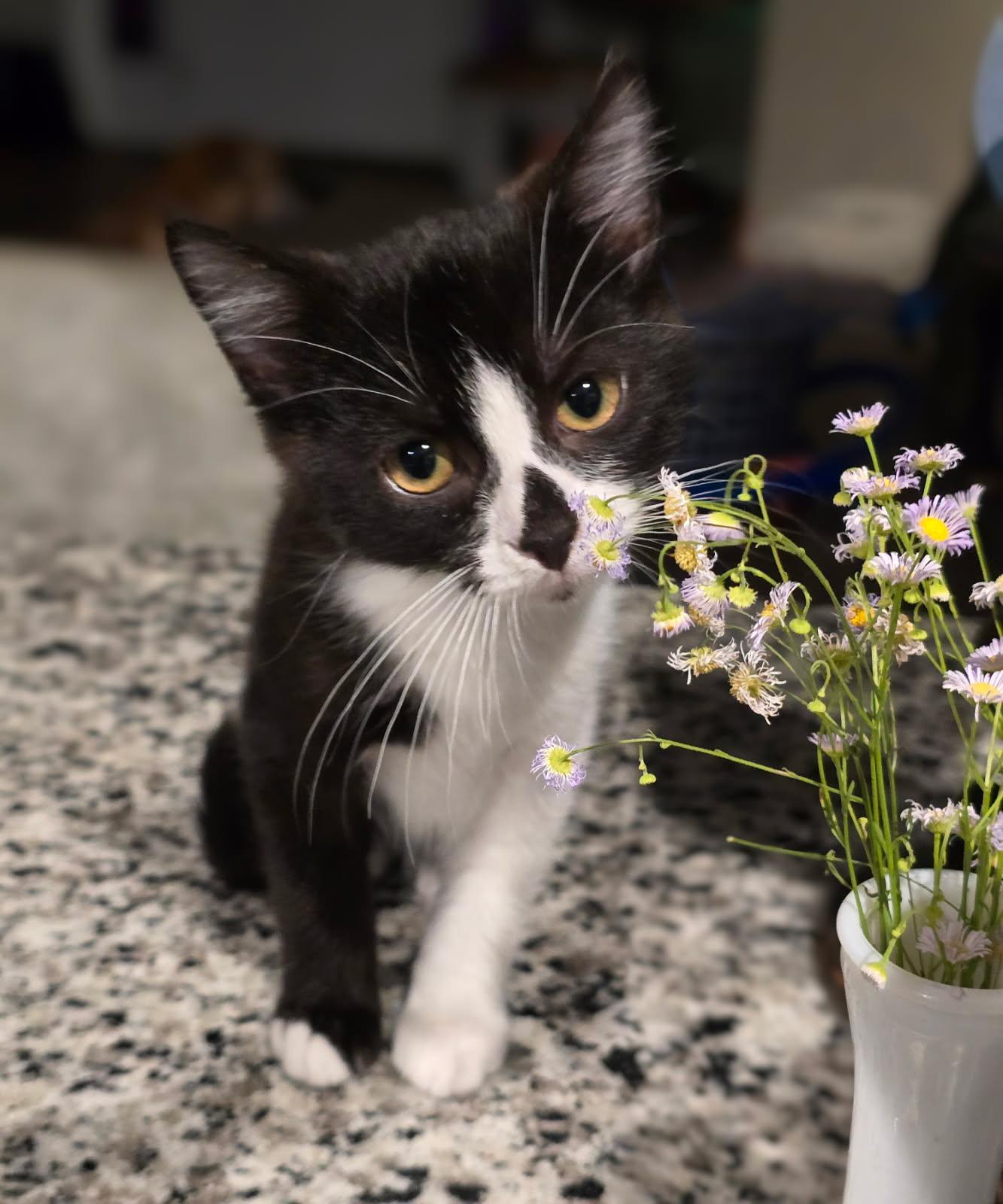 Samuel, an adopted Domestic Short Hair in Warner Robins, GA image 1/4