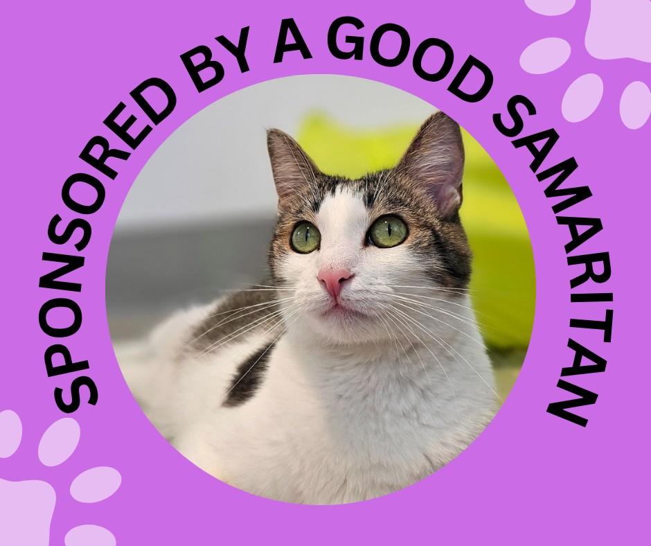 LILO*, Adoptable, Young Female Domestic Medium Hair.