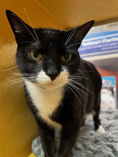 Enlarge HERMES  #2178, an adopted Tuxedo in Waldorf, MD image 1/2