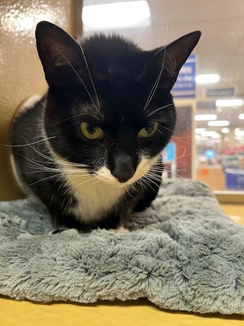 Enlarge HERMES  #2178, an adopted Tuxedo in Waldorf, MD image 2/2