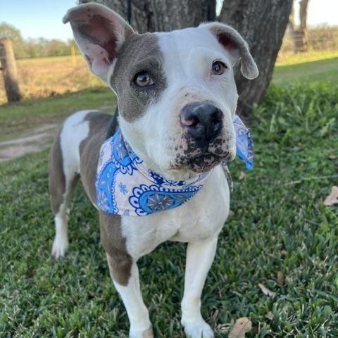 Enlarge ALLEY, a Adoptable Pit Bull Terrier in Nashua, NH image 1/6