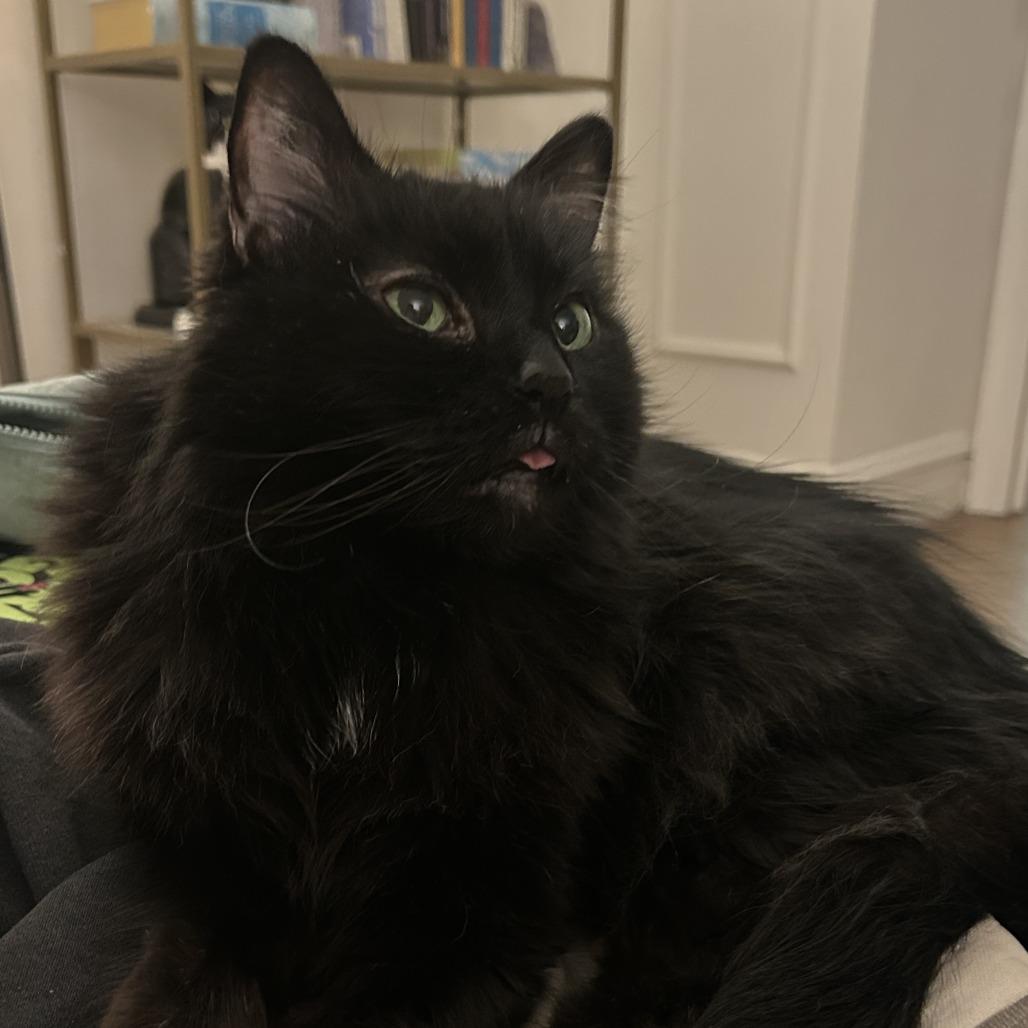 Rory, Adoptable, Senior Male Domestic Long Hair.