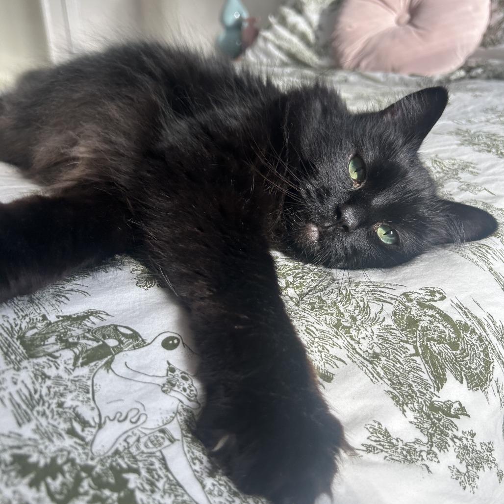 Enlarge Rory, a Adoptable Domestic Long Hair in St. Louis, MO image 1/3