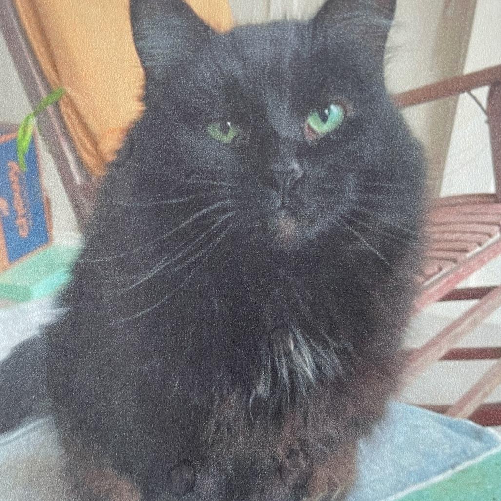 Enlarge Rory, a Adoptable Domestic Long Hair in St. Louis, MO image 2/3