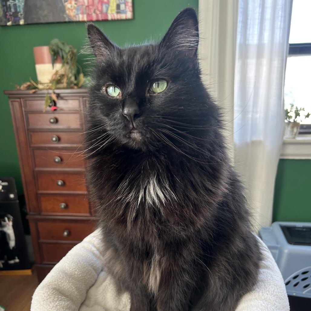 Enlarge Rory, a Adoptable Domestic Long Hair in St. Louis, MO image 3/3