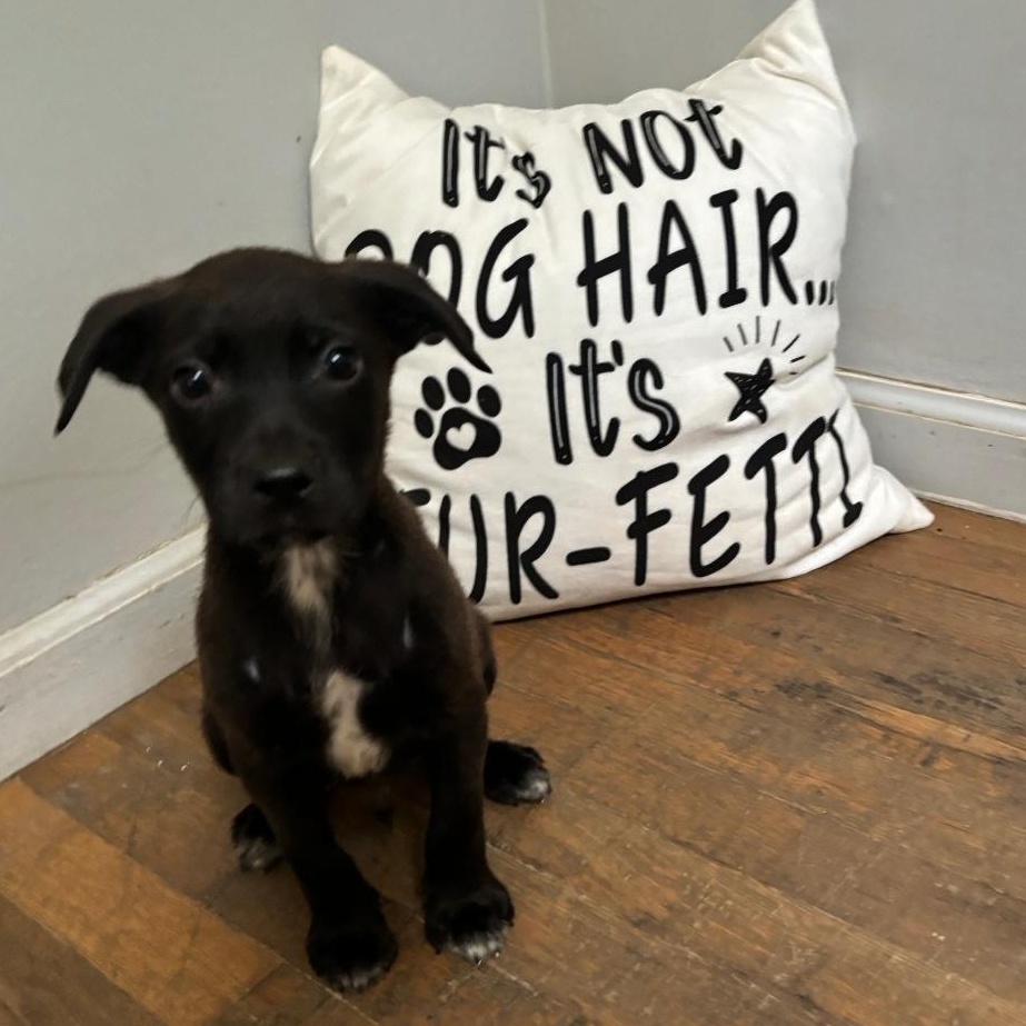 Kevin, an adoptable Labrador Retriever Mix in Lindenhurst, NY_image-1