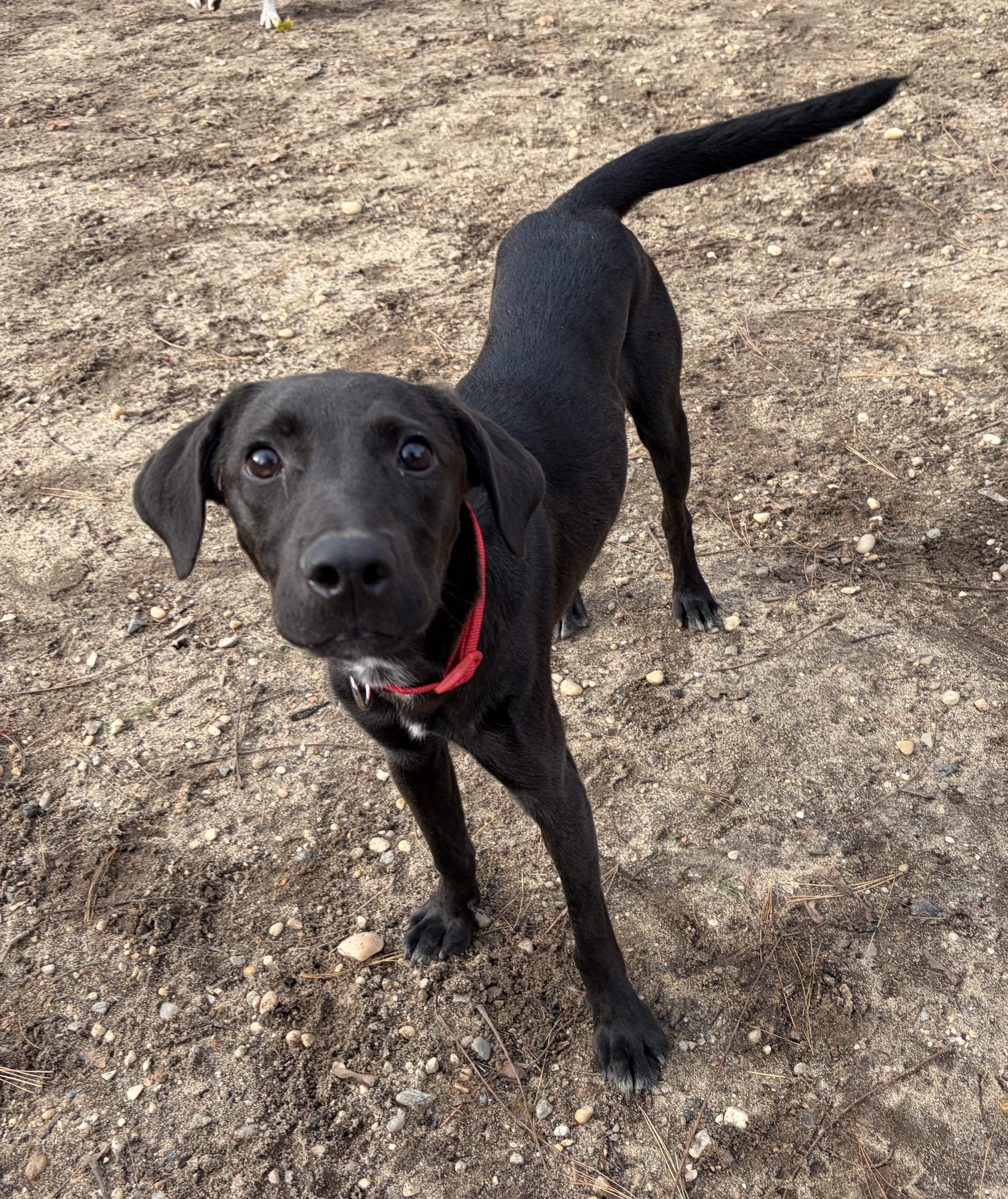 Kevin, Adoptable, Young Male Labrador Retriever.