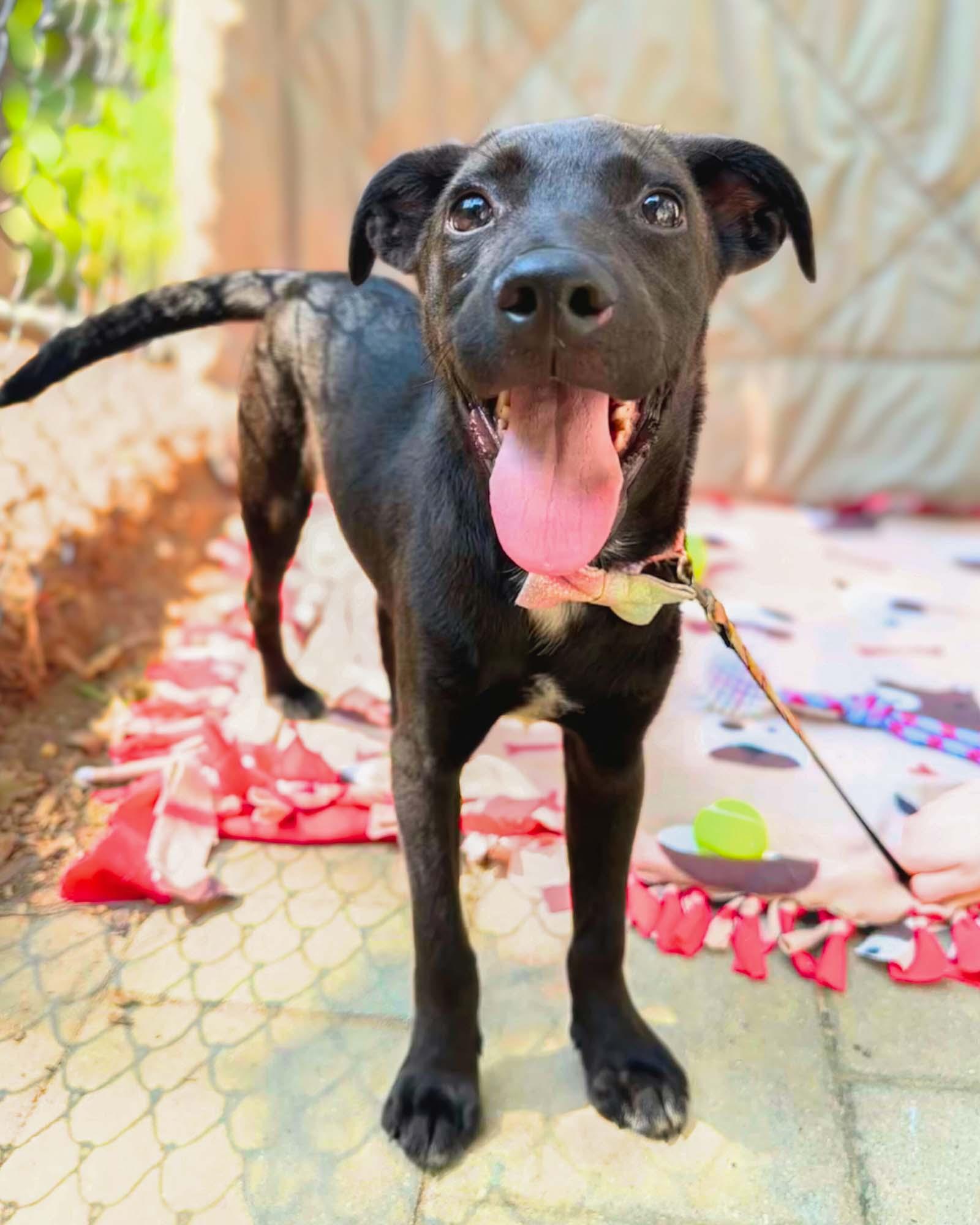 Enlarge Kevin, a Adoptable mixed breed in Lindenhurst, NY image 2/3