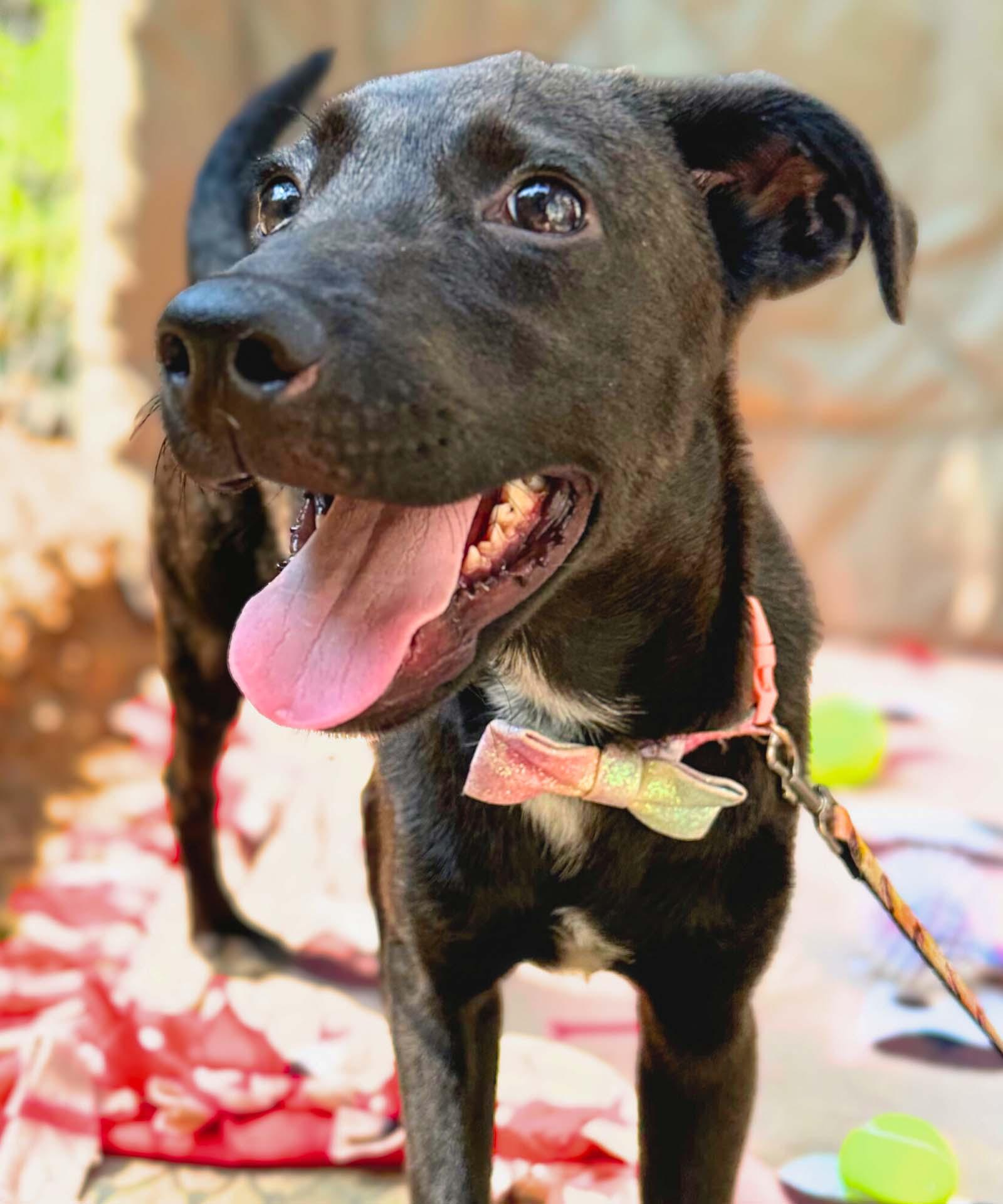 Enlarge Kevin, a Adoptable mixed breed in Lindenhurst, NY image 3/3