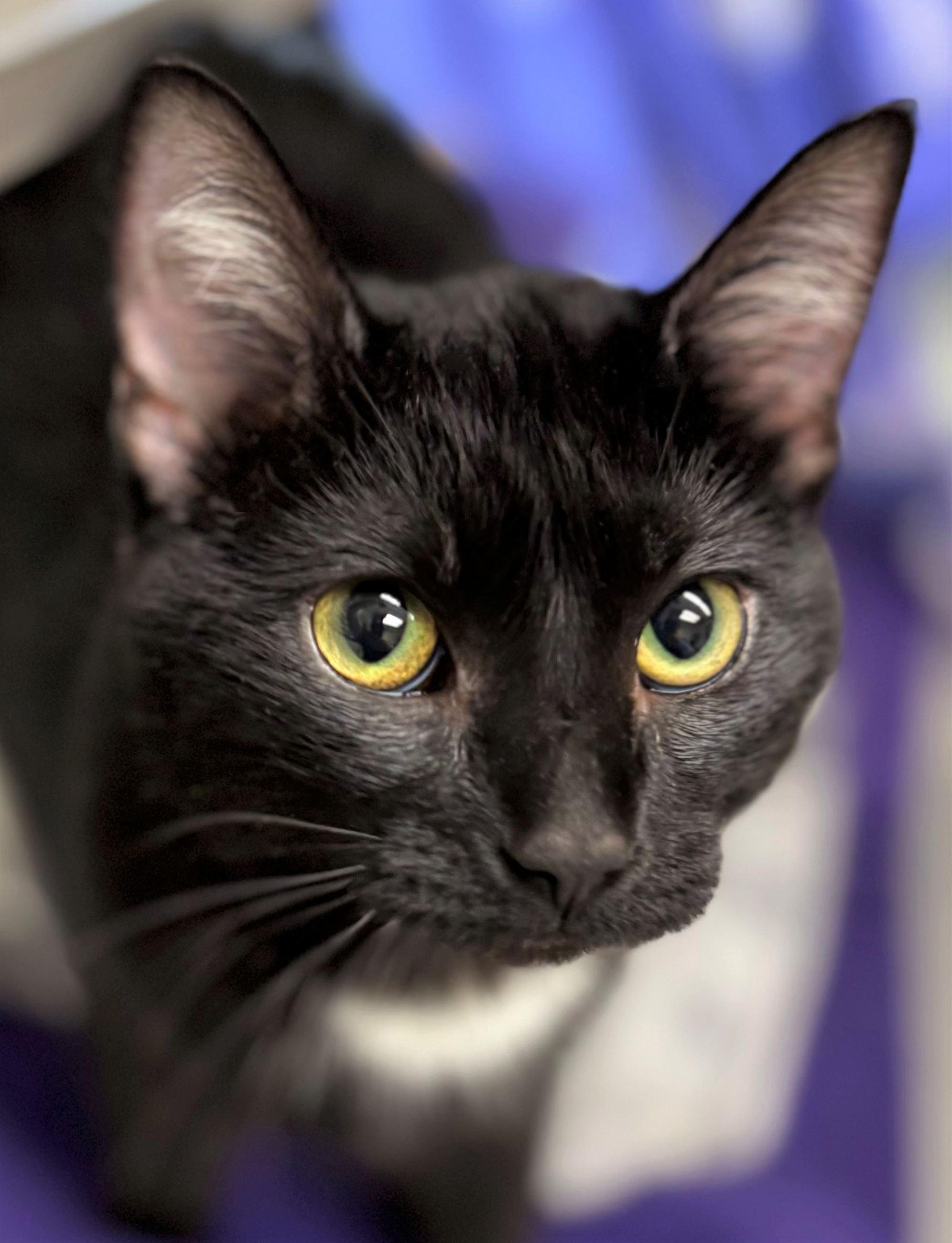 Enlarge Gertrude, an adopted Domestic Short Hair in Iowa City, IA image 1/2