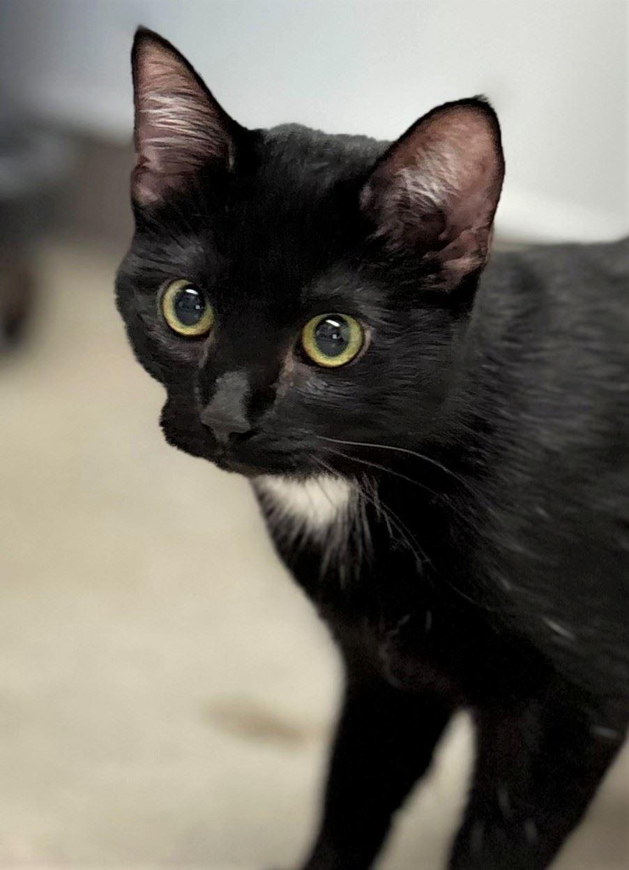 Enlarge Gertrude, an adopted Domestic Short Hair in Iowa City, IA image 2/2