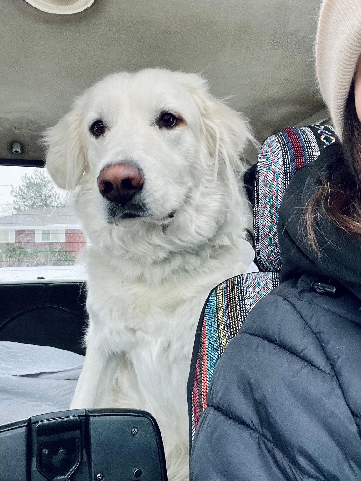 Enlarge Sugar, a Adoptable Great Pyrenees in Winter Park, CO image 1/3