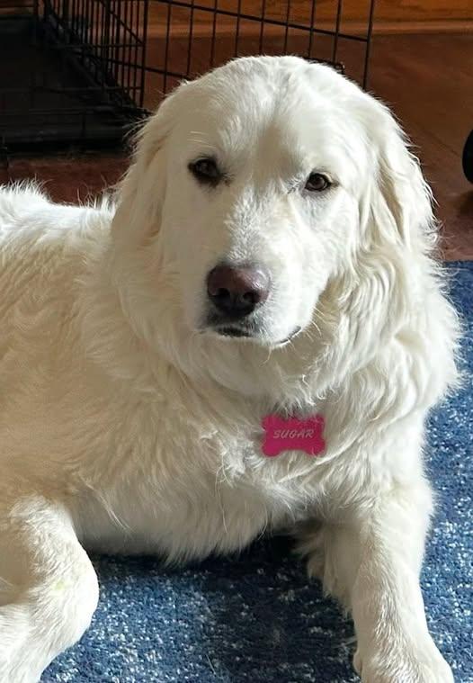 Enlarge Sugar, a Adoptable Great Pyrenees in Winter Park, CO image 2/3