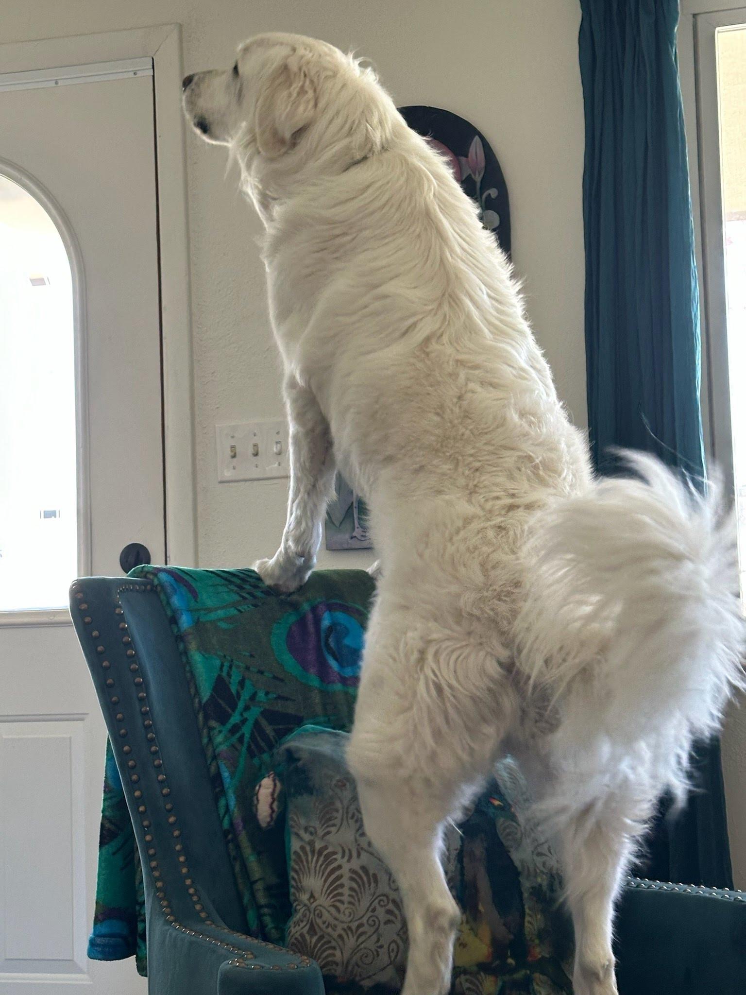 Enlarge Sugar, a Adoptable Great Pyrenees in Winter Park, CO image 3/3