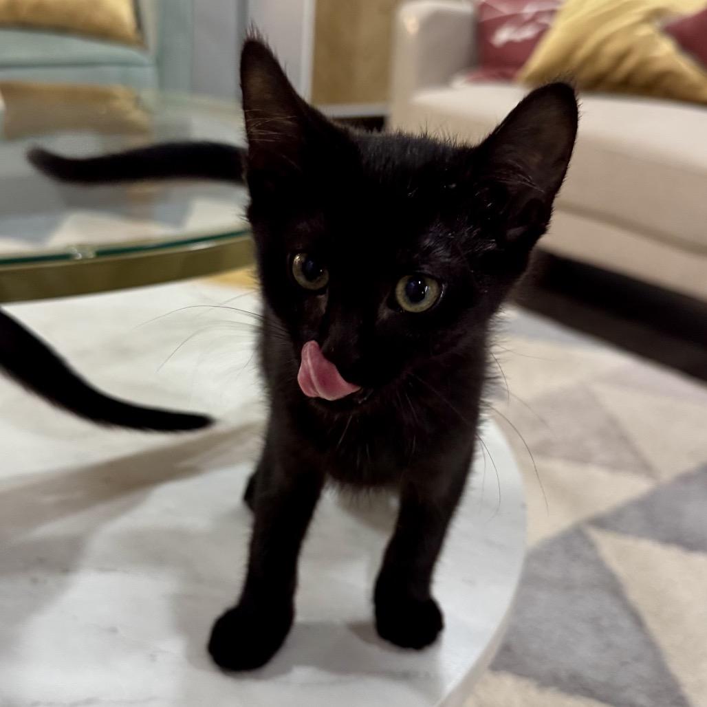 Onyx, Adoptable, Kitten Female Domestic Short Hair.